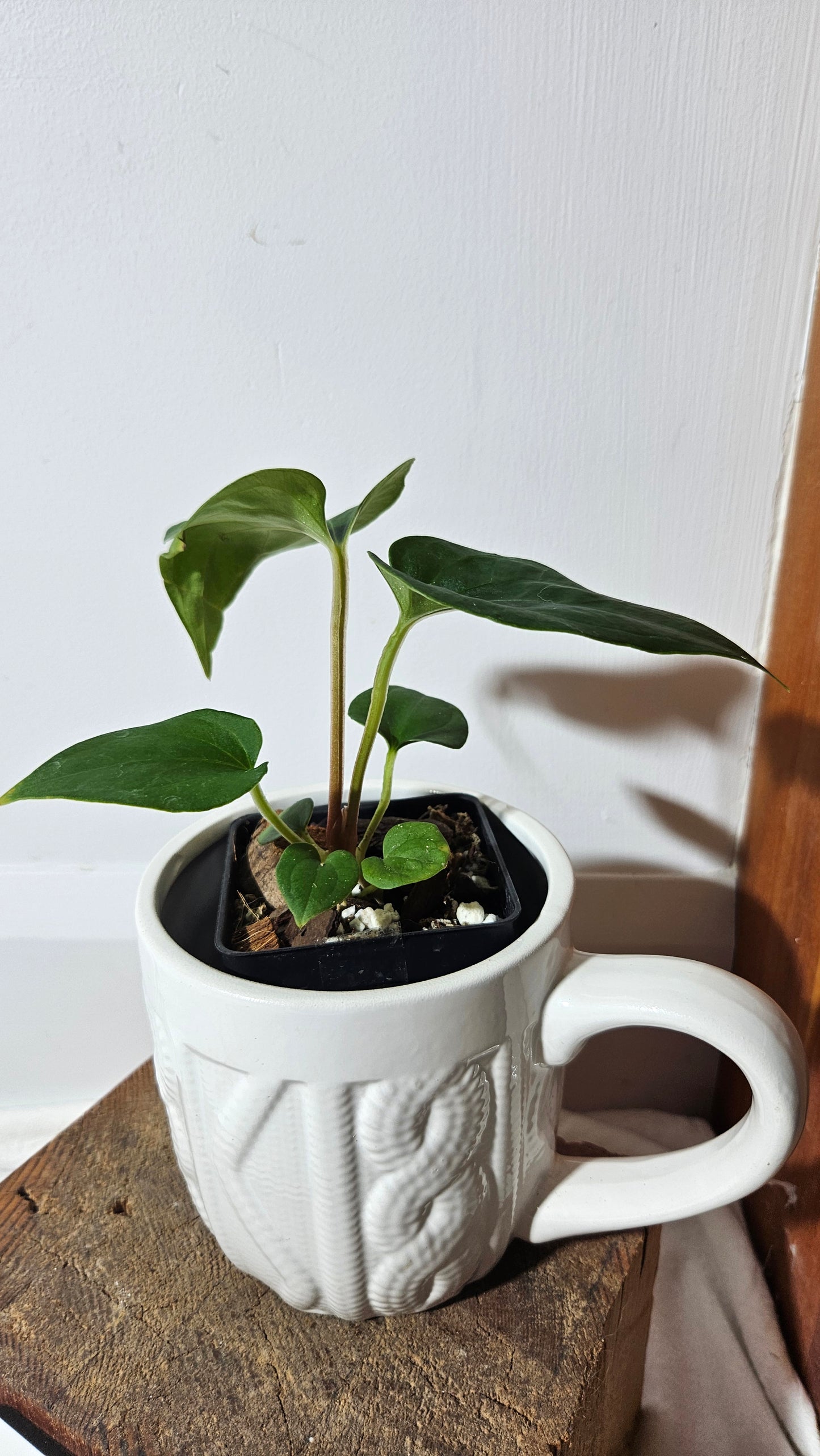 Anthurium  Tiwintza Velvet "format PETIT" (ANT-190)