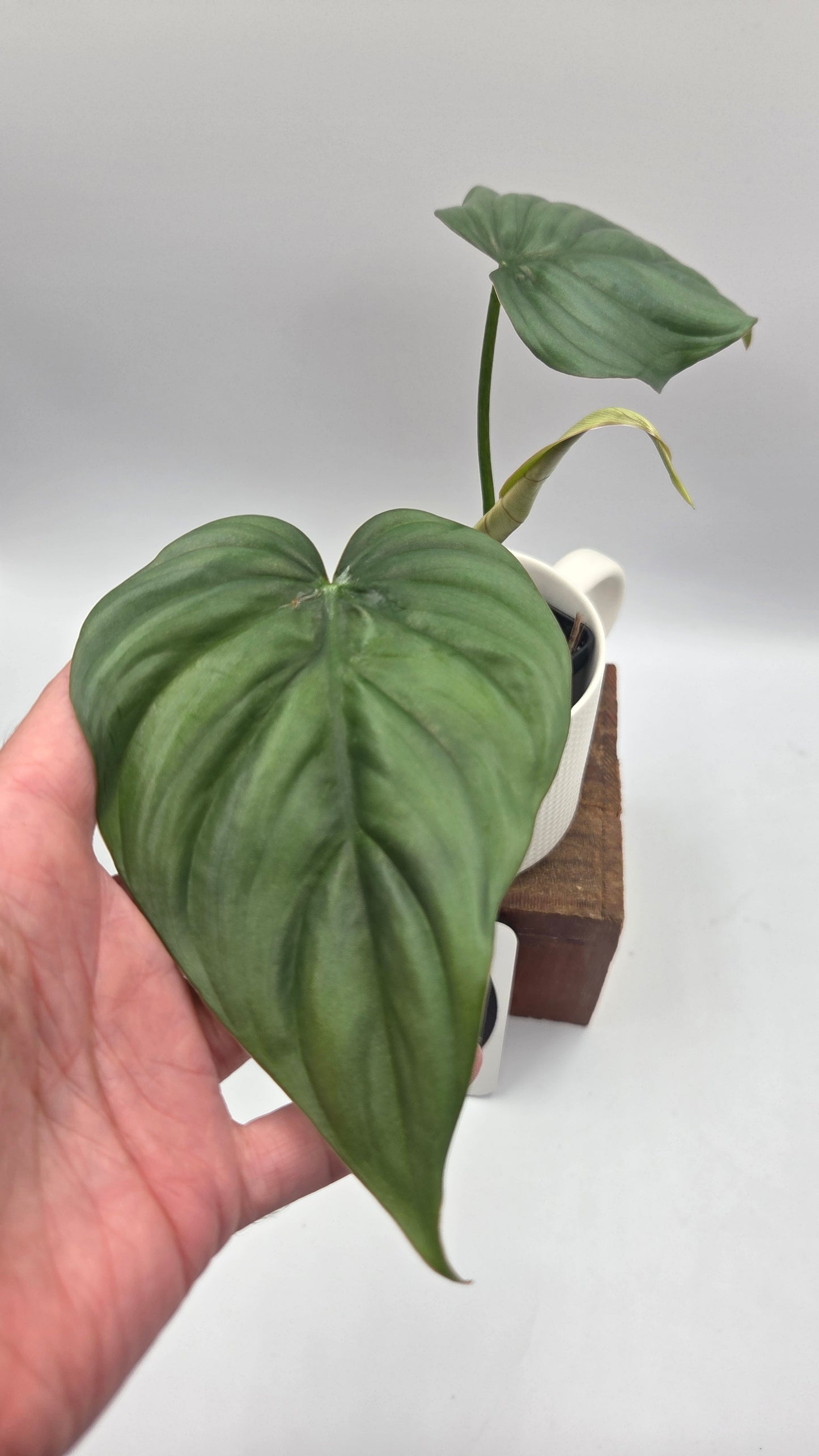 Philodendron Aff Colombia Platinum (PHI-1071)