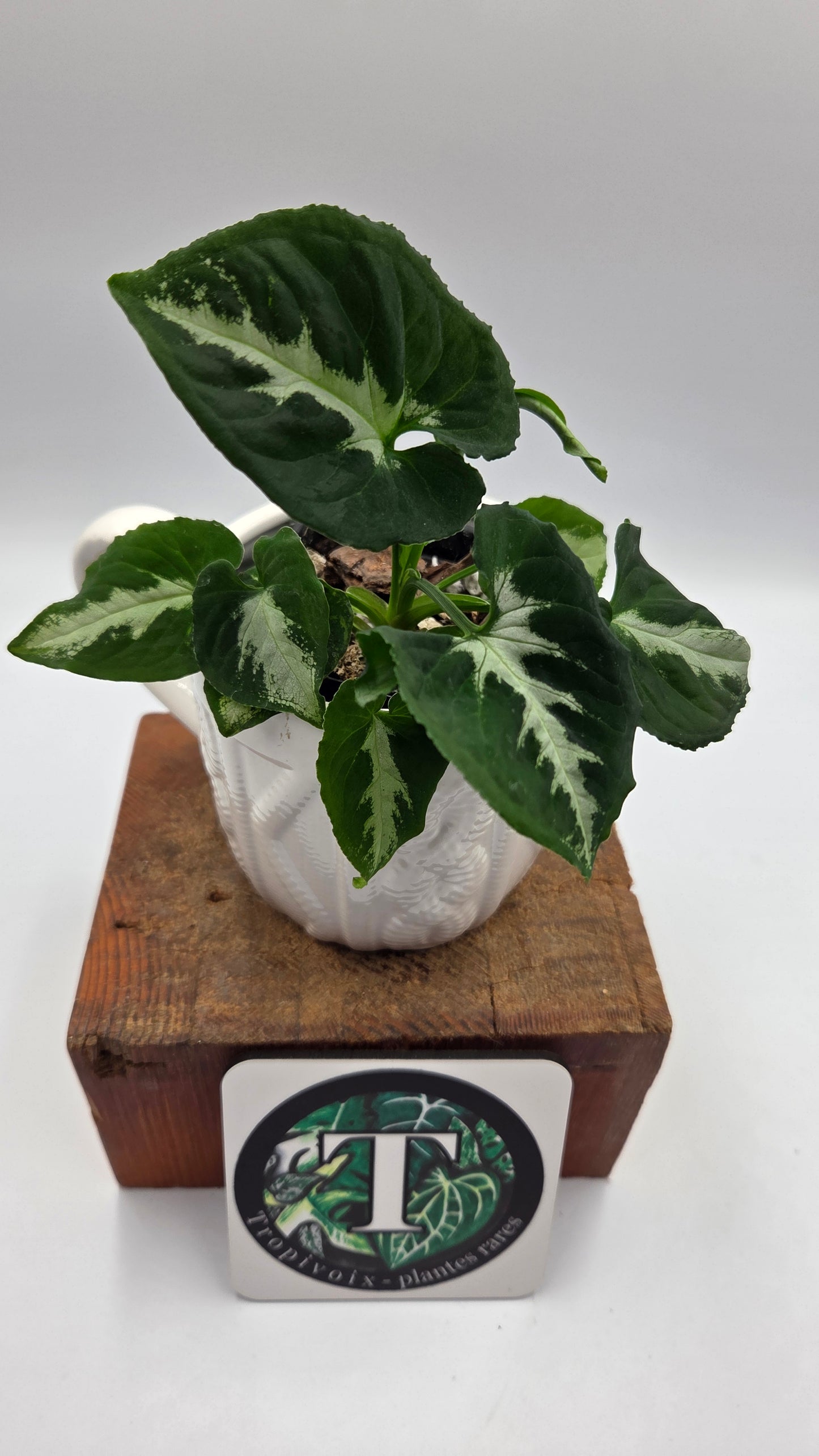 Syngonium Wendlandii "Southern Star"(SYN-523)