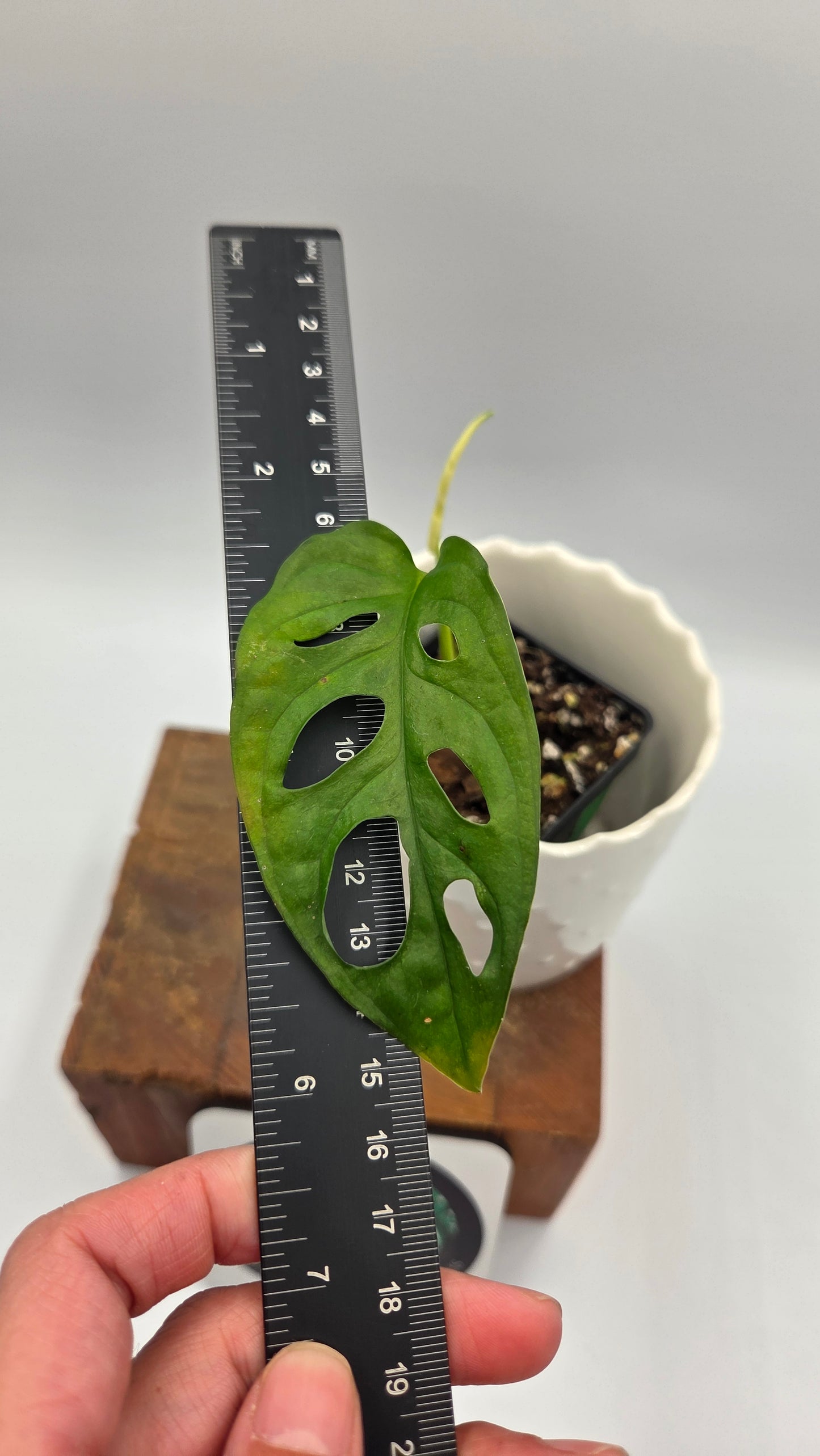 Monstera Andasonii Archipelago Ghost (MON-542)