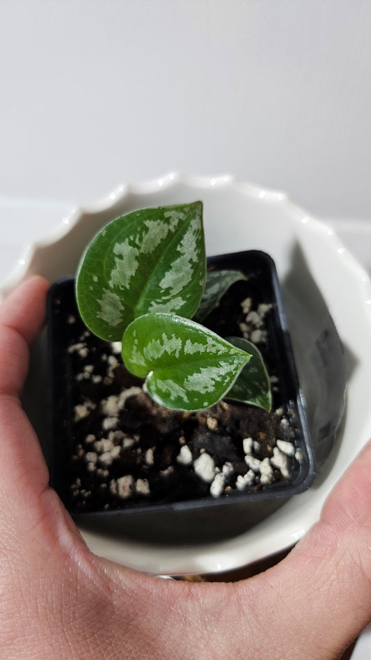 Scindapsus Dark Tricolore (SCI-1041)