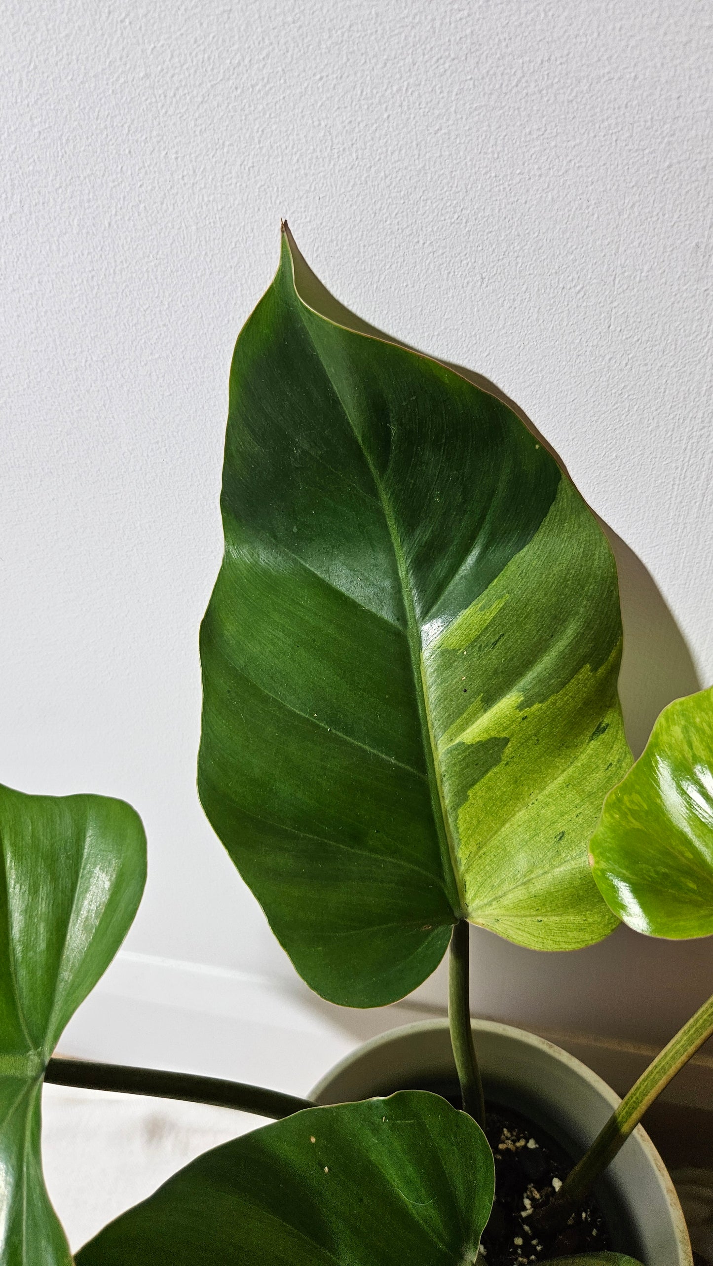 Philodendron Jungle Fever (PHI-822)