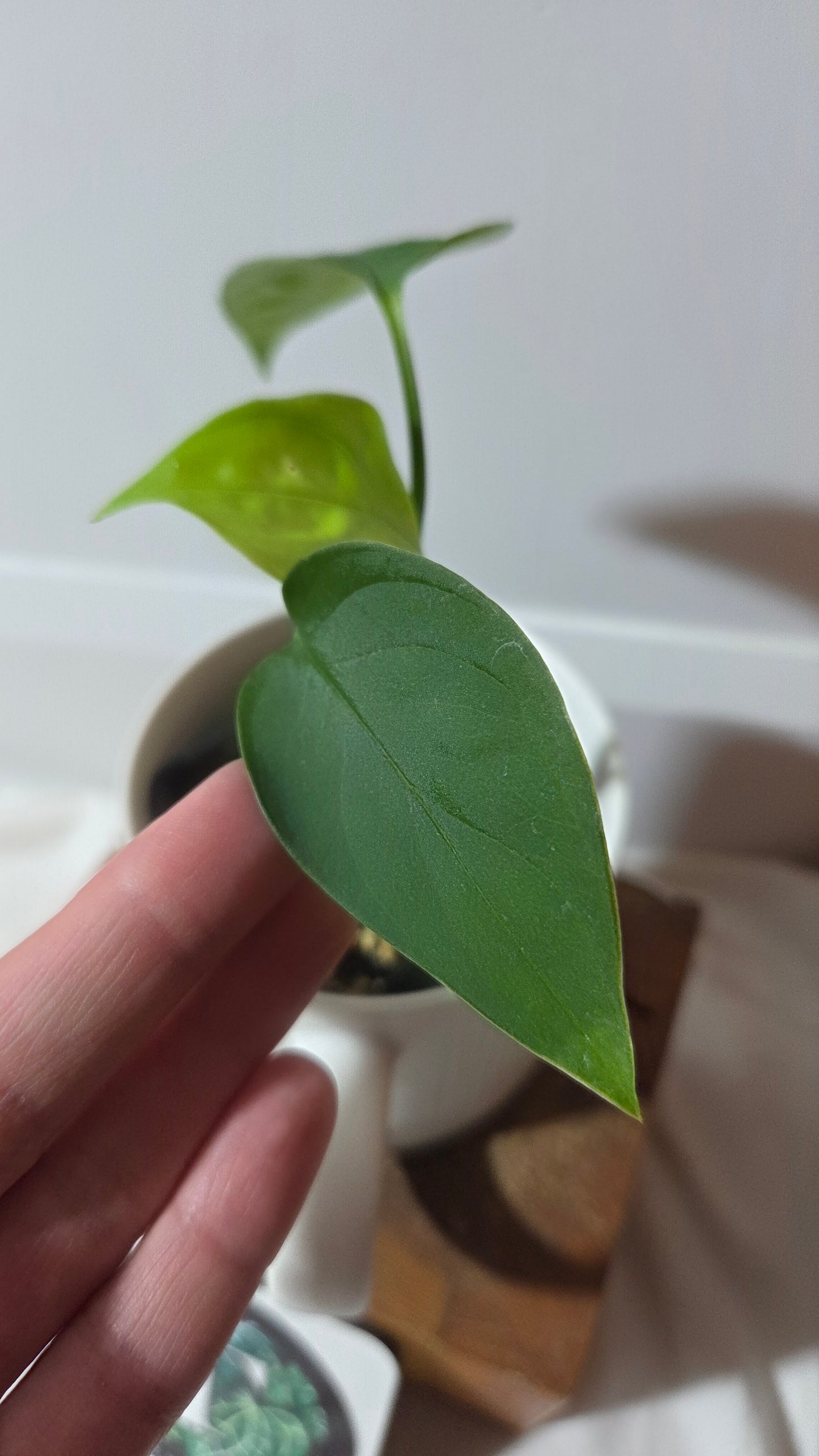 Monstera Obliqua Aff LaUnion (MON-516)