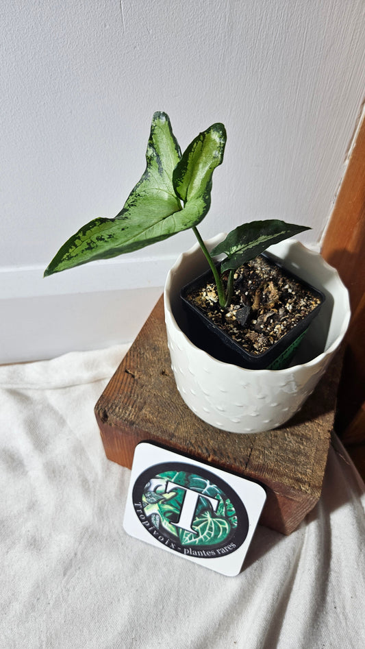 Syngonium Finger /Little Star (SYN-419)