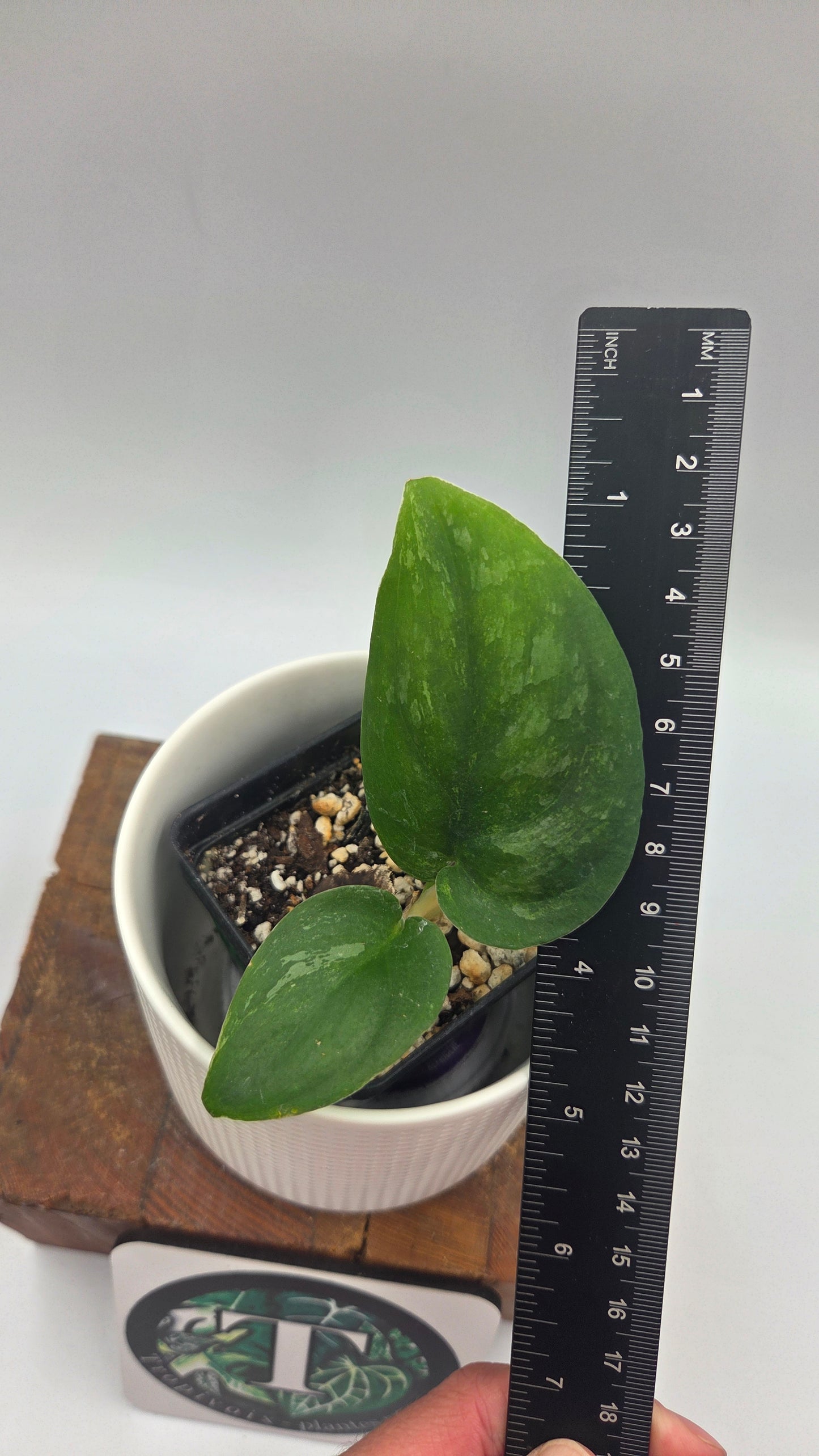 Scindapsus Silver Splash "Green on Green" (SCI-1487)