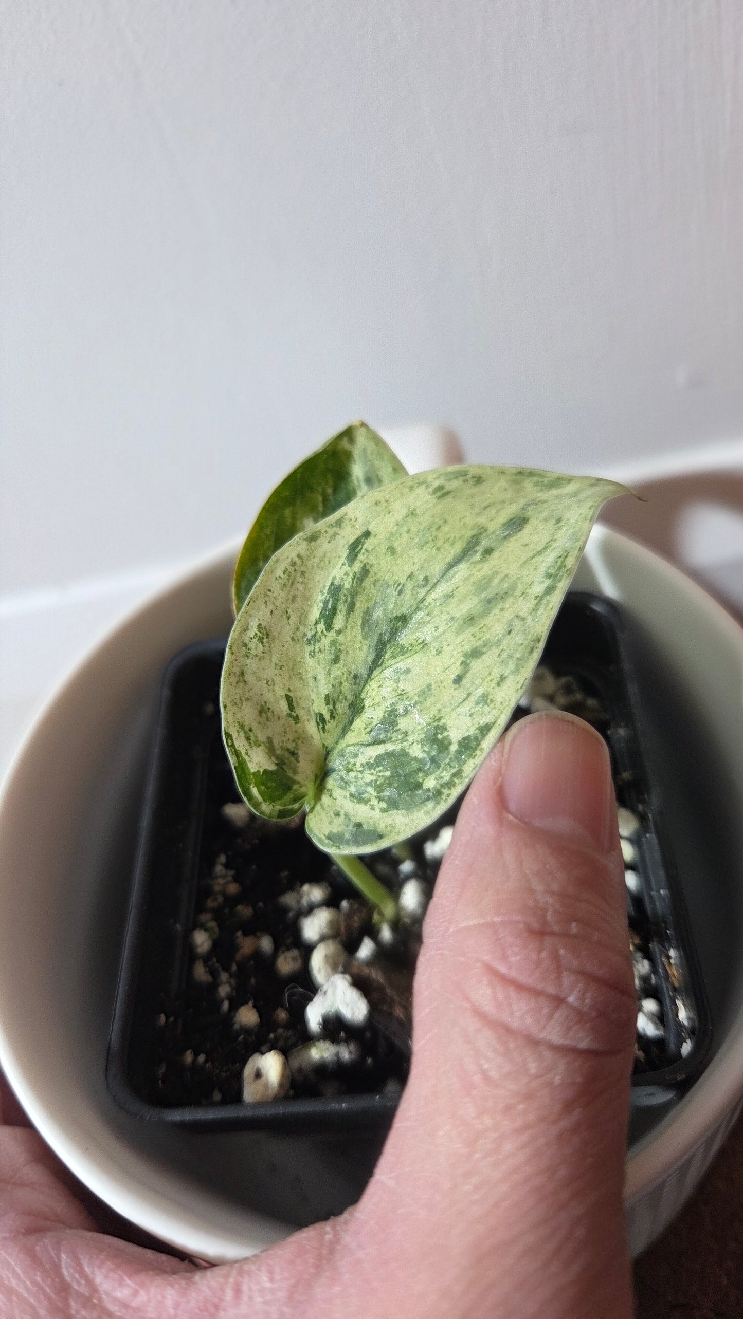 Scindapsus Silver Cloud variegata (SCI-1365)