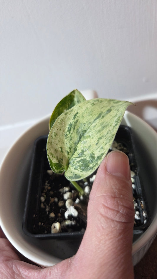 Scindapsus Silver Cloud variegata (SCI-1365)