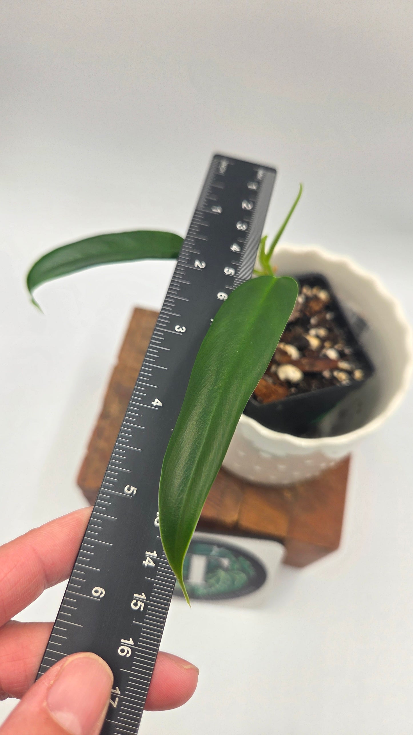 Philodendron Hebetatum (PHI-1046)