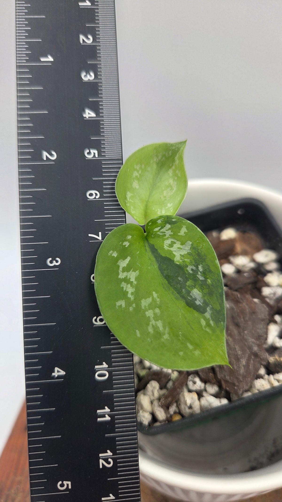 Scindapsus Sentarum (SCI-1530)