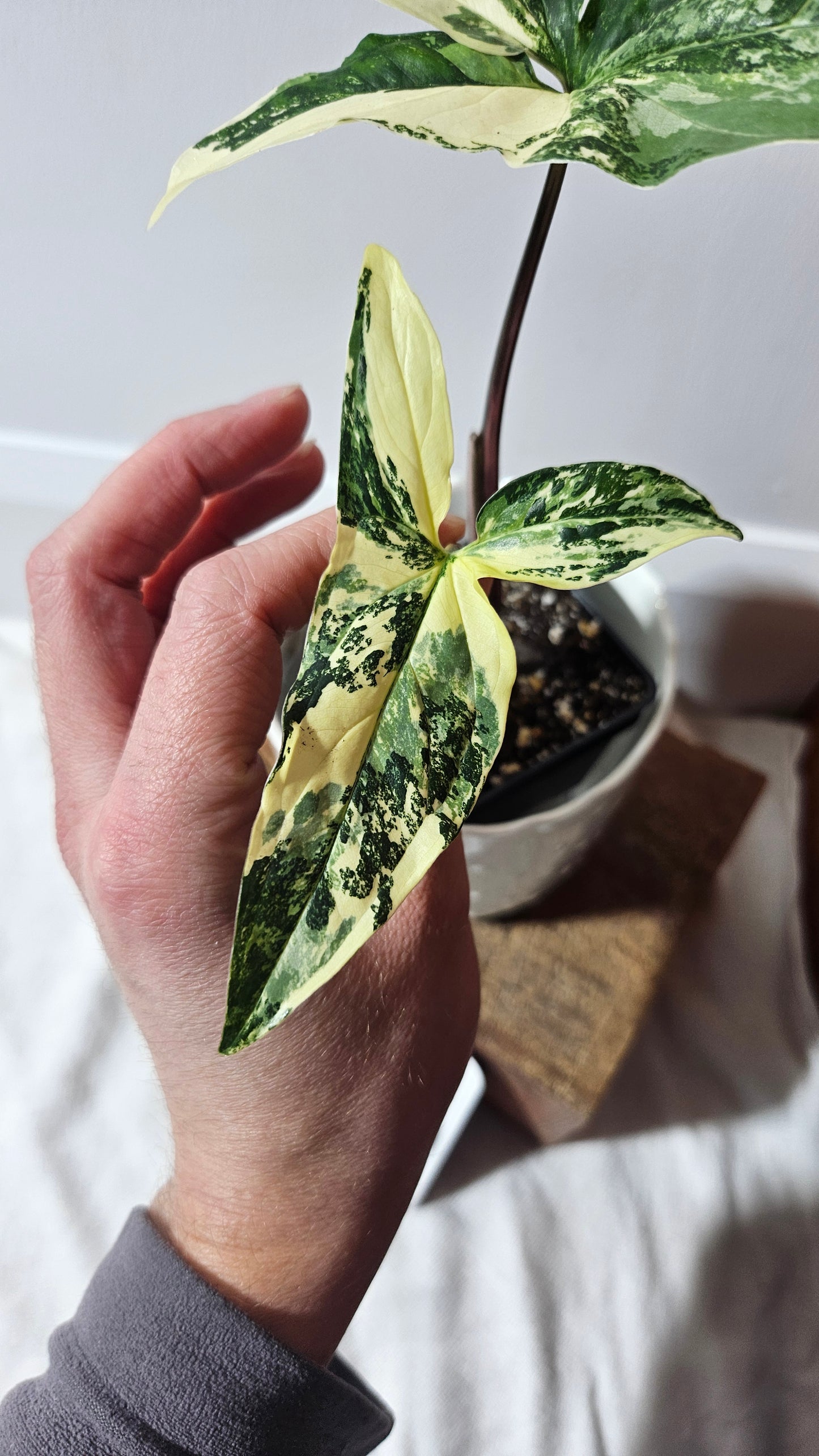 Syngonium Albo (SYN-397)