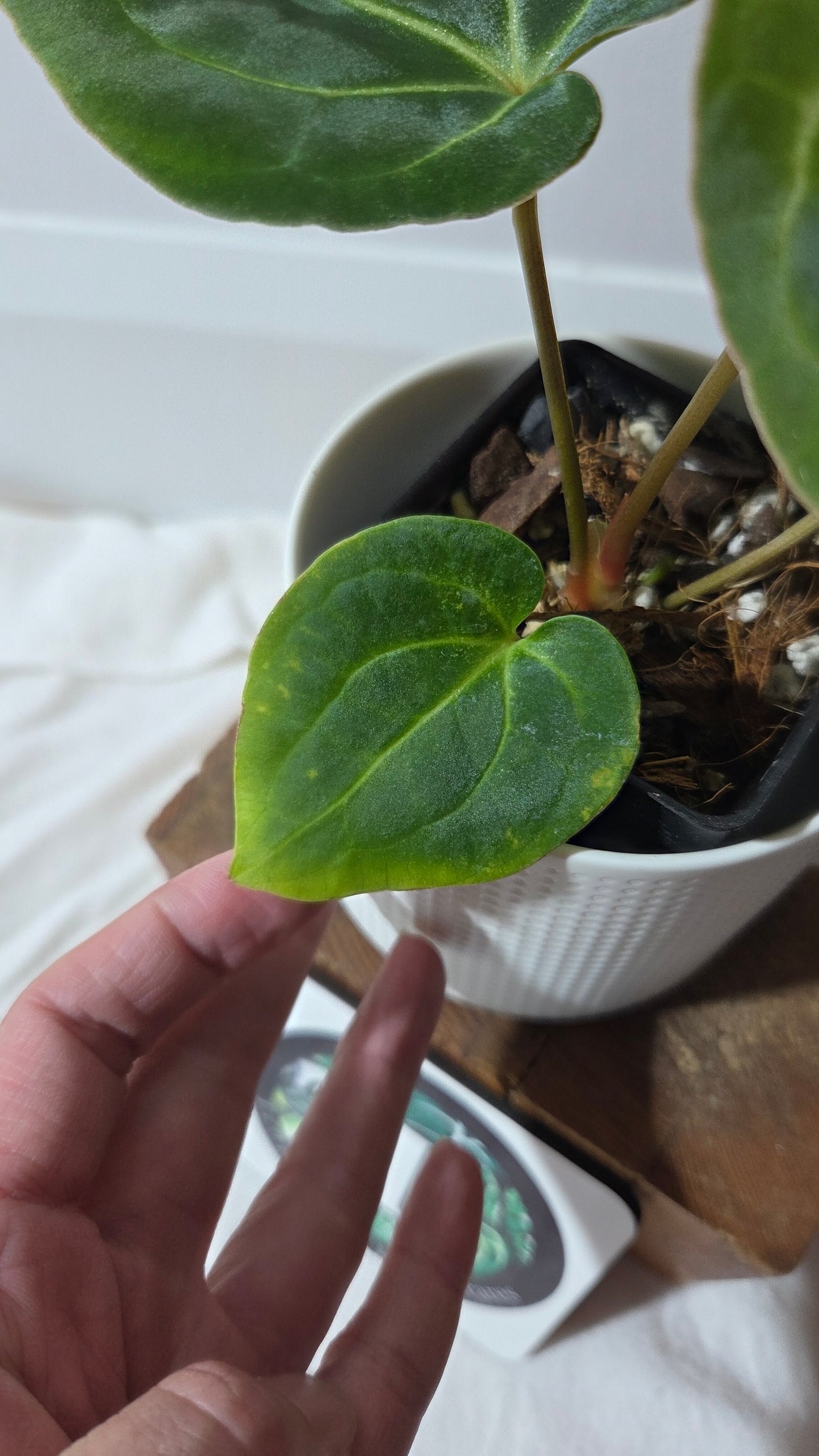 Anthurium Besseae Aff Dark "Format PETIT" (ANT-666)