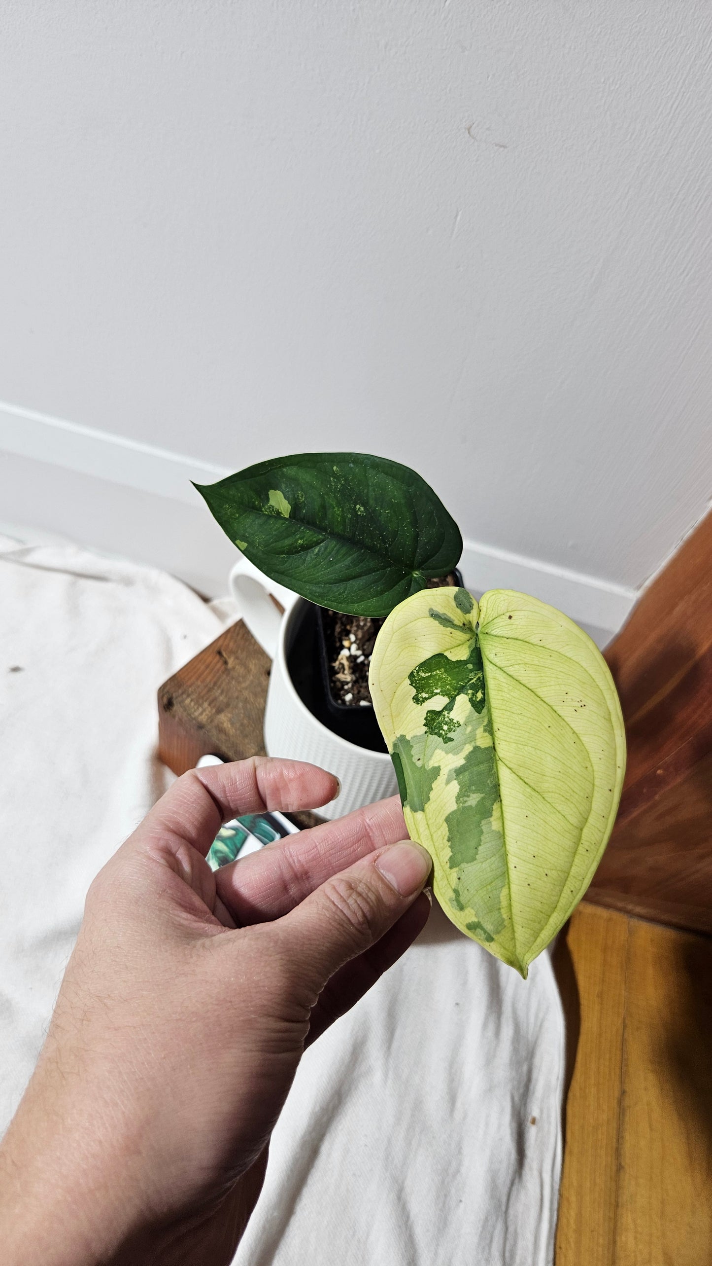 Syngonium Chiapense Albo (SYN-480)