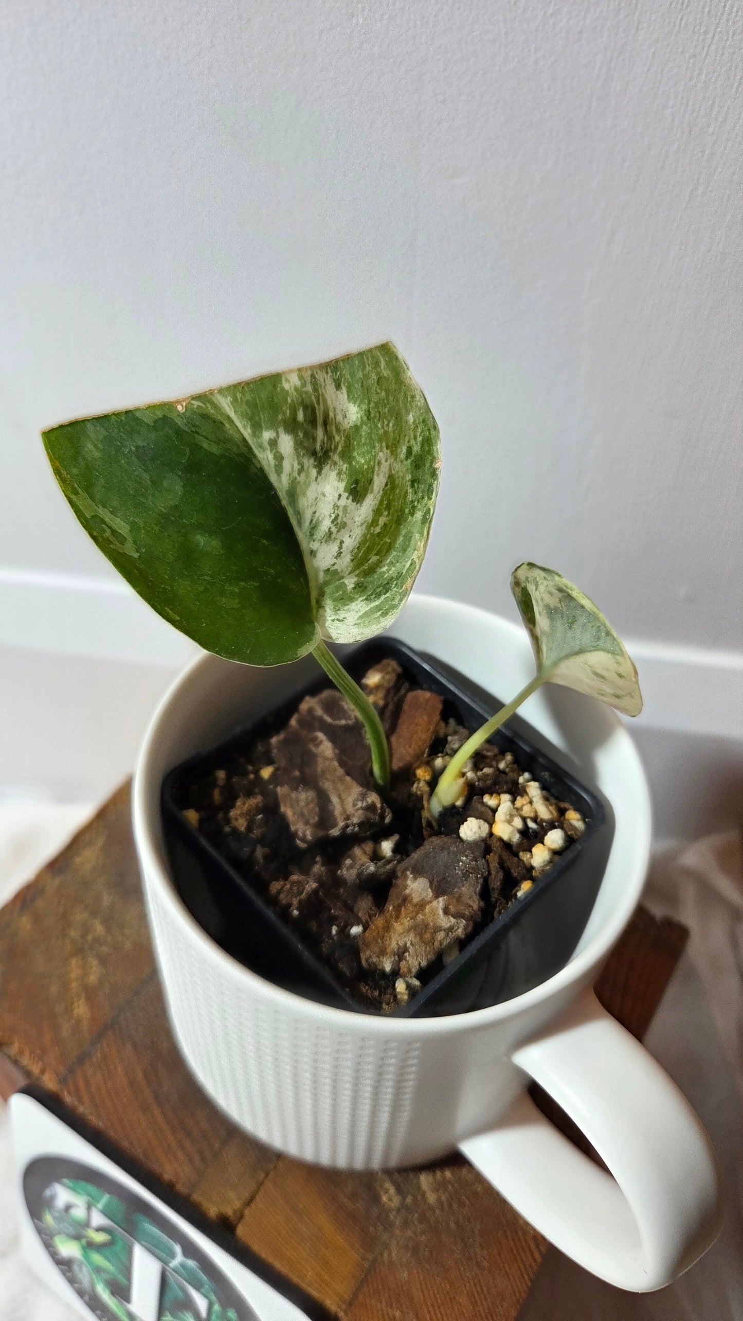 Scindapsus Silver Splash Variegata (SCI-646)