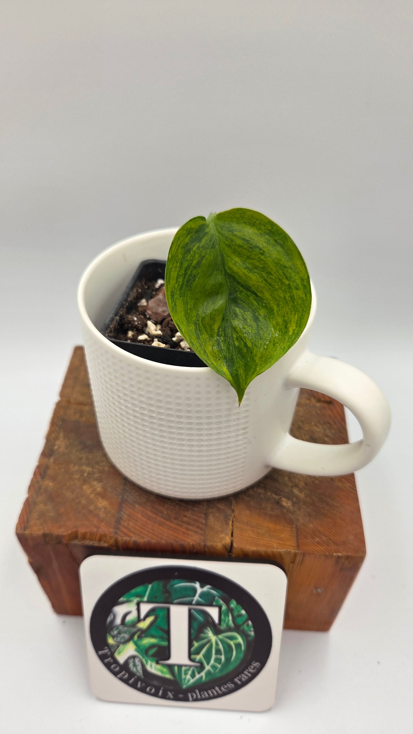 Scindapsus Blue Aurea(SCI-521)