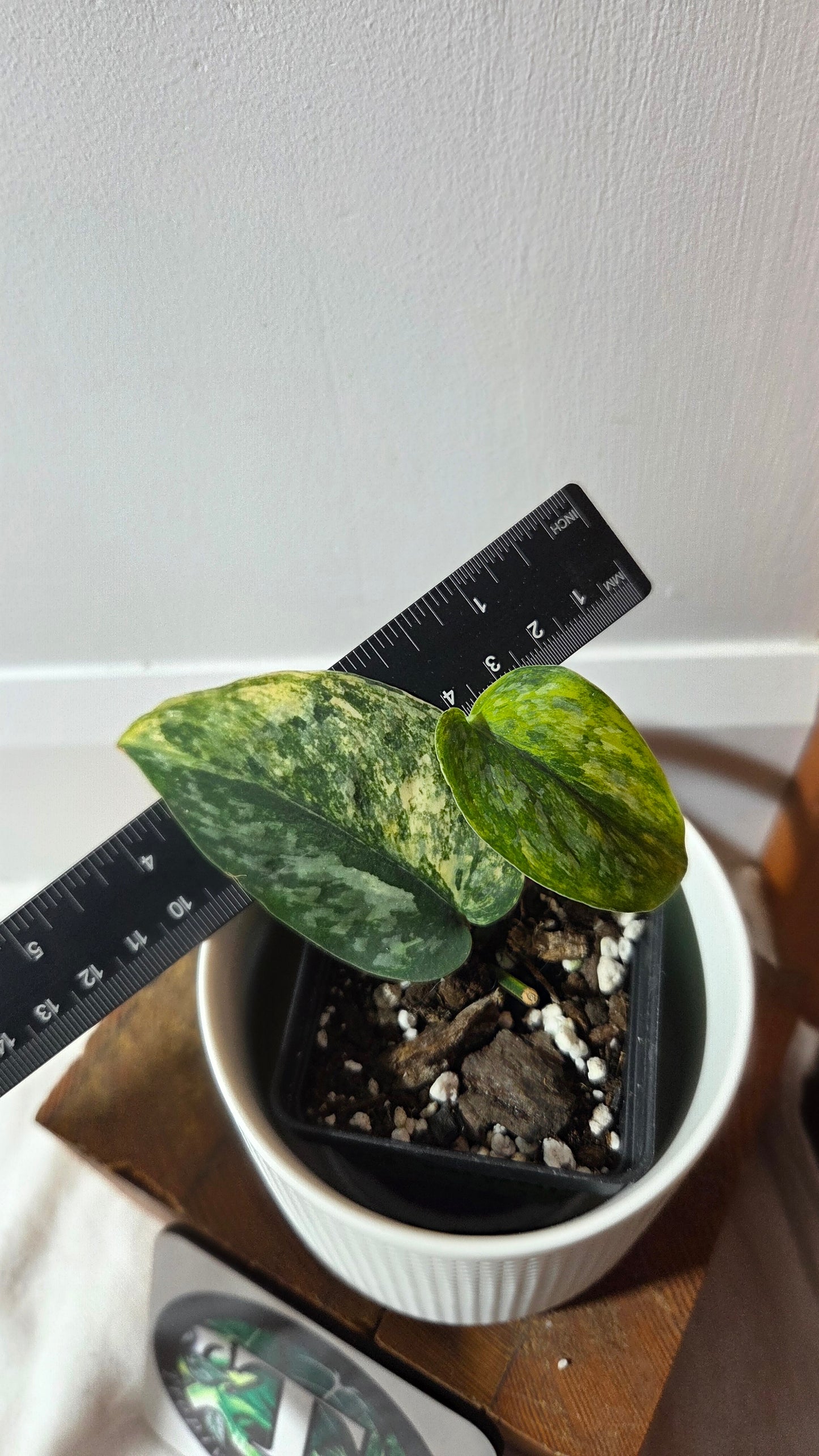 Scindapsus Rajatapura Aurea (SCI-1379)