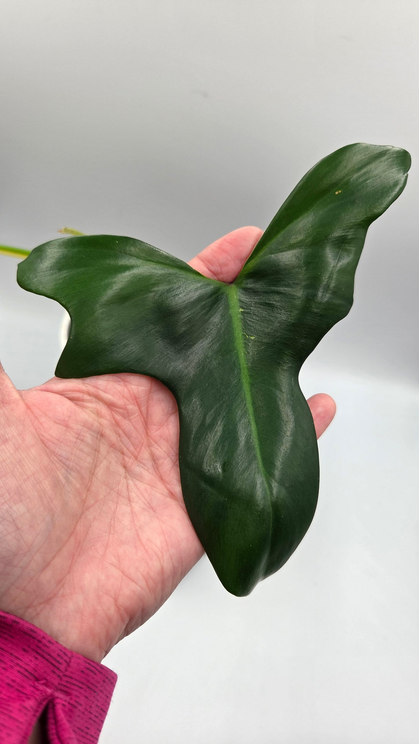 Philodendron Golden Dragon Variegata (PHI-1057)