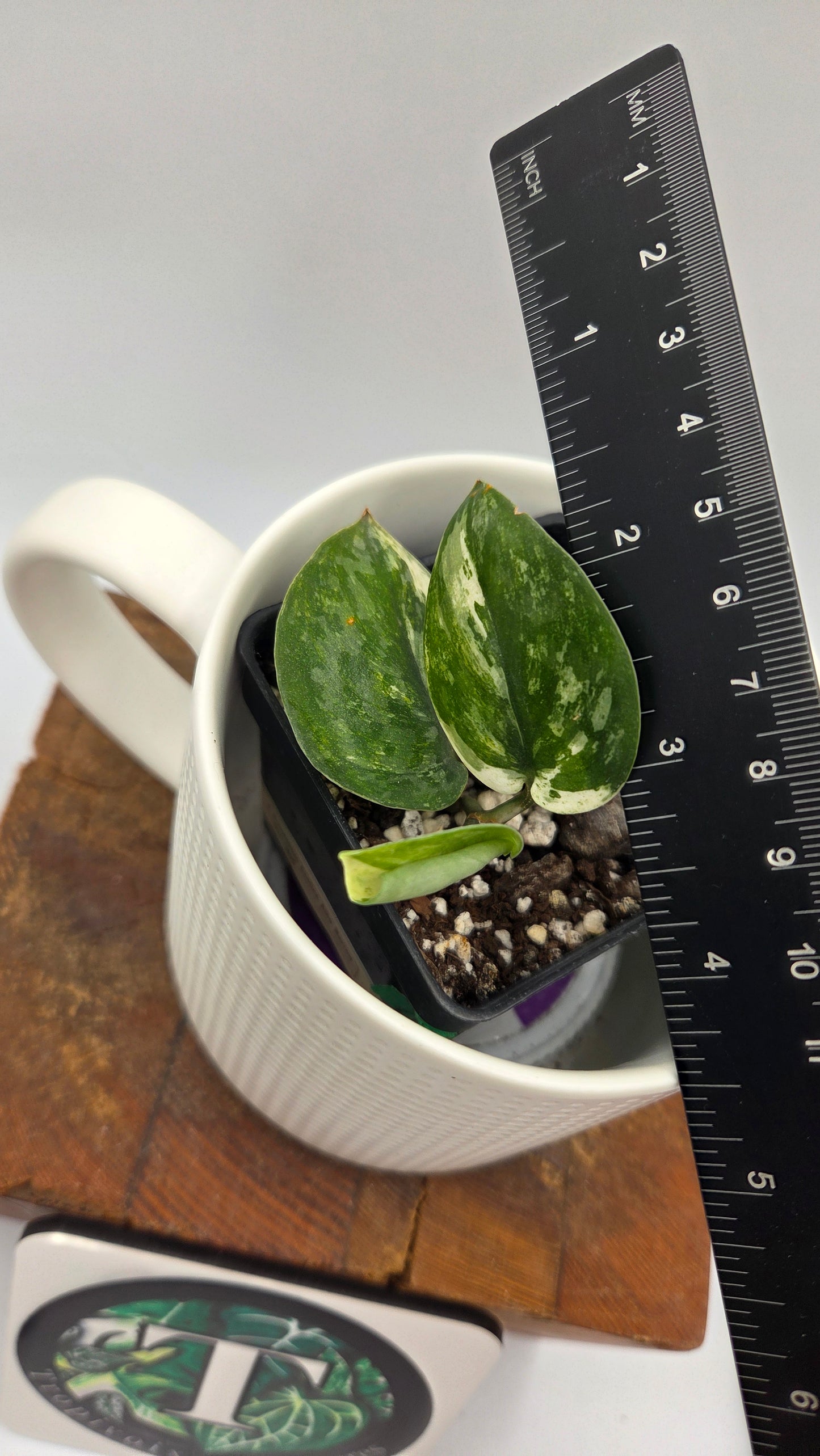 Scindapsus Exotica albo "narrow" (SCI-1055)