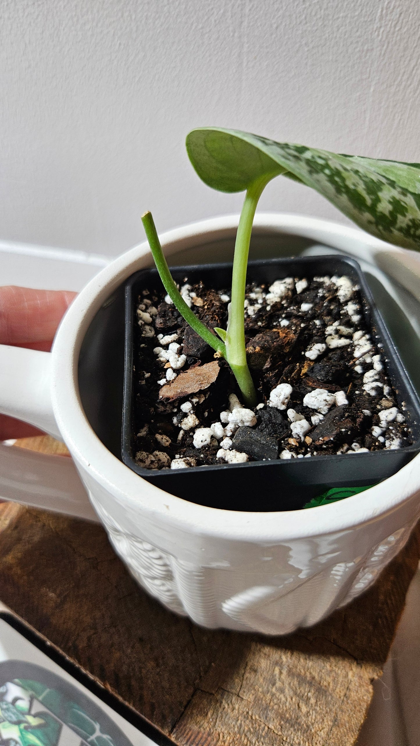 Scindapsus Tricolore silver Platinum (SCI-1120)