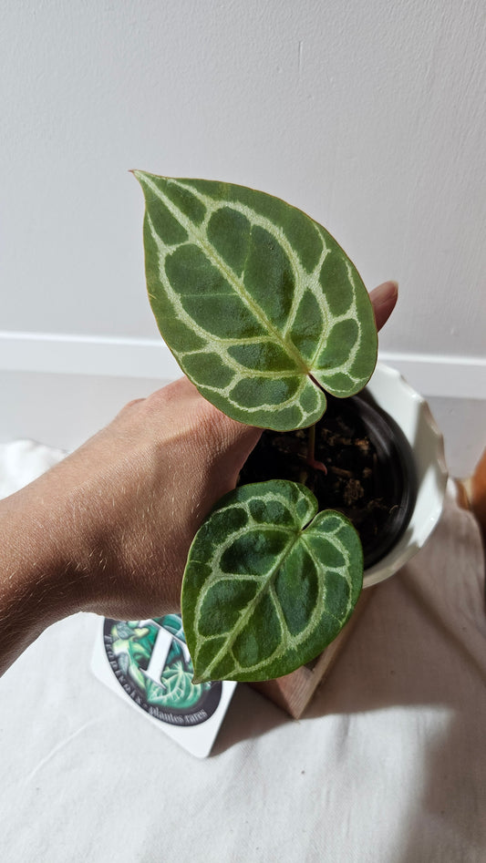 Anthurium Crystallinum Chocolate "SMALL/MEDIUM size" (ANT-264)