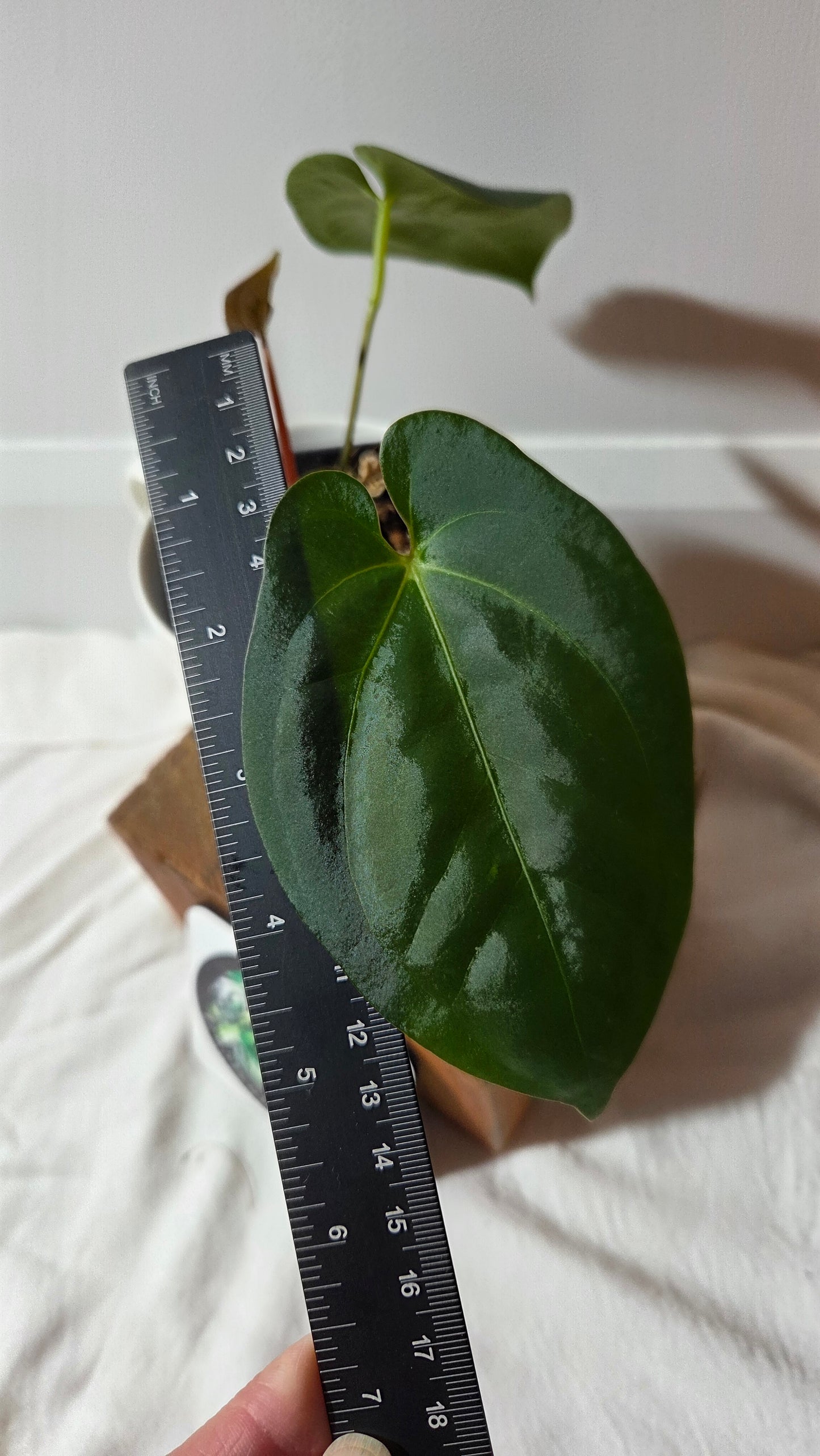 Anthurium Goliath X Papillilaminum "format MOYEN" (ANT-659)