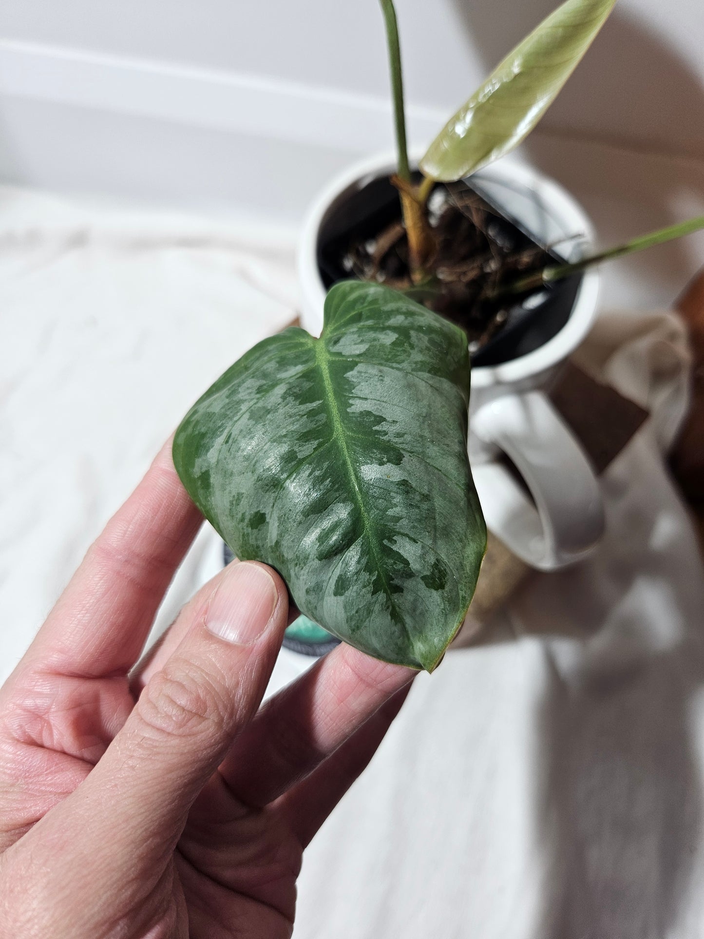 Philodendron Sodiroi (PHI-443)