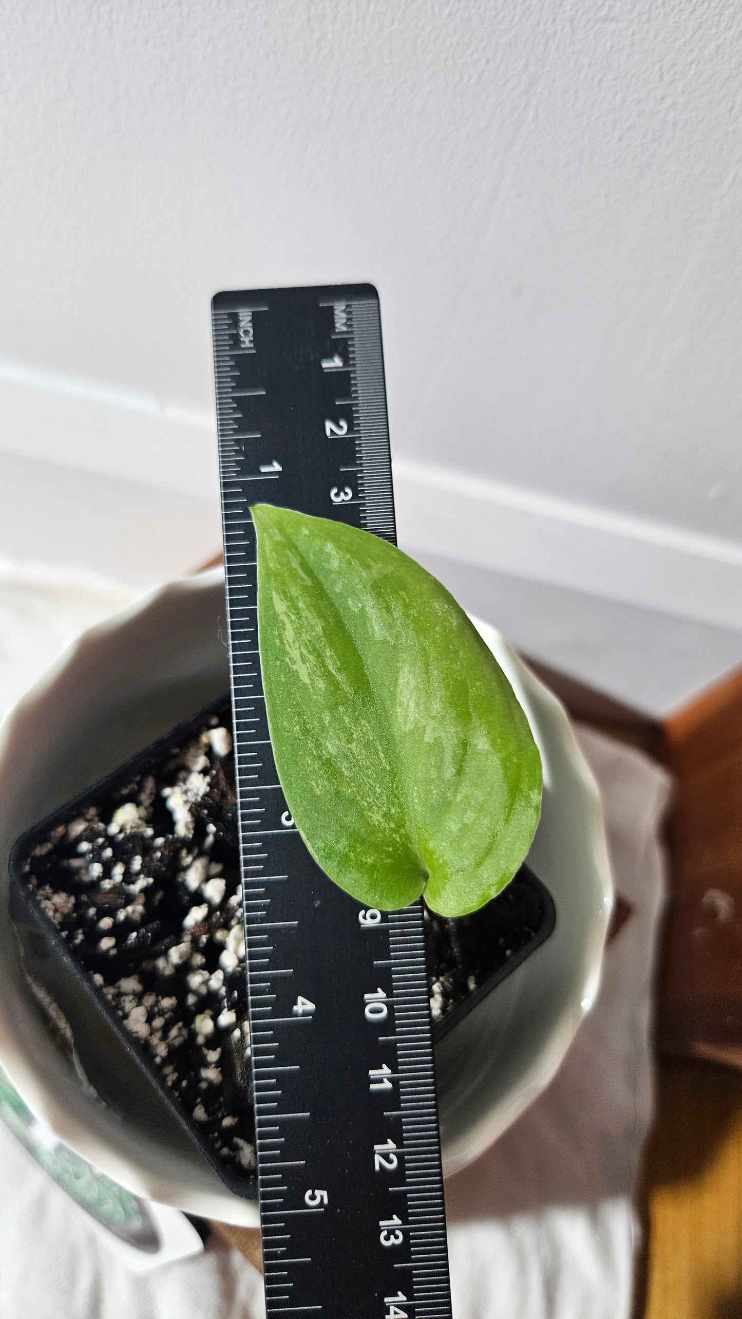 Scindapsus Silver Splash "Green on Green" (SCI-911)