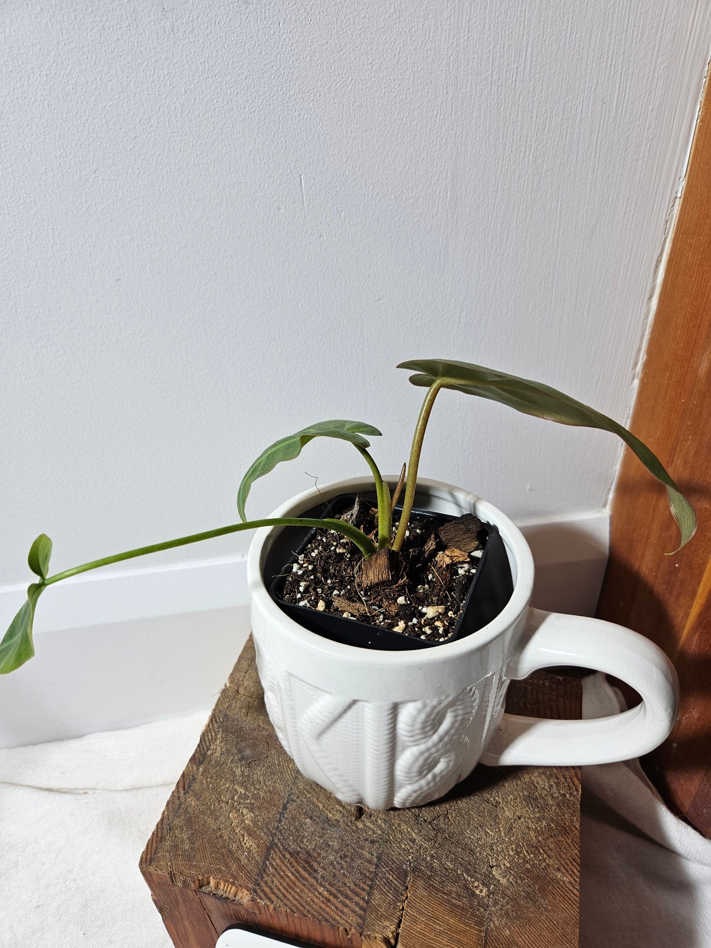 Philodendron Maximum (PHI-383)