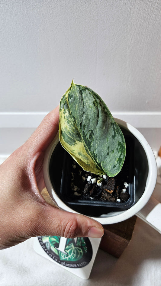 Scindapsus Peasun (SCI-1061)