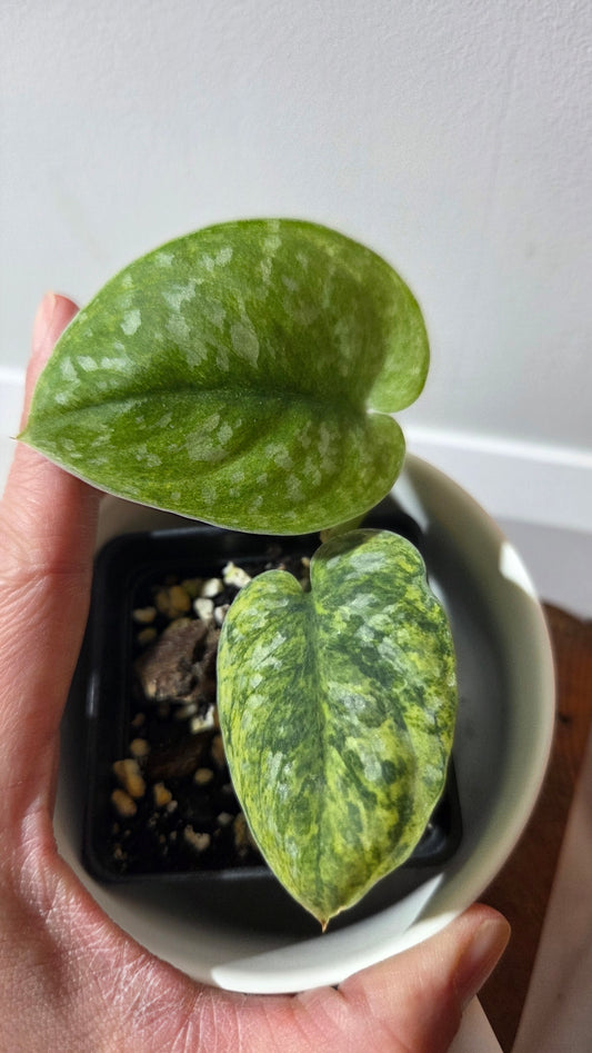 Scindapsus Bahorok  (SCI-1389)