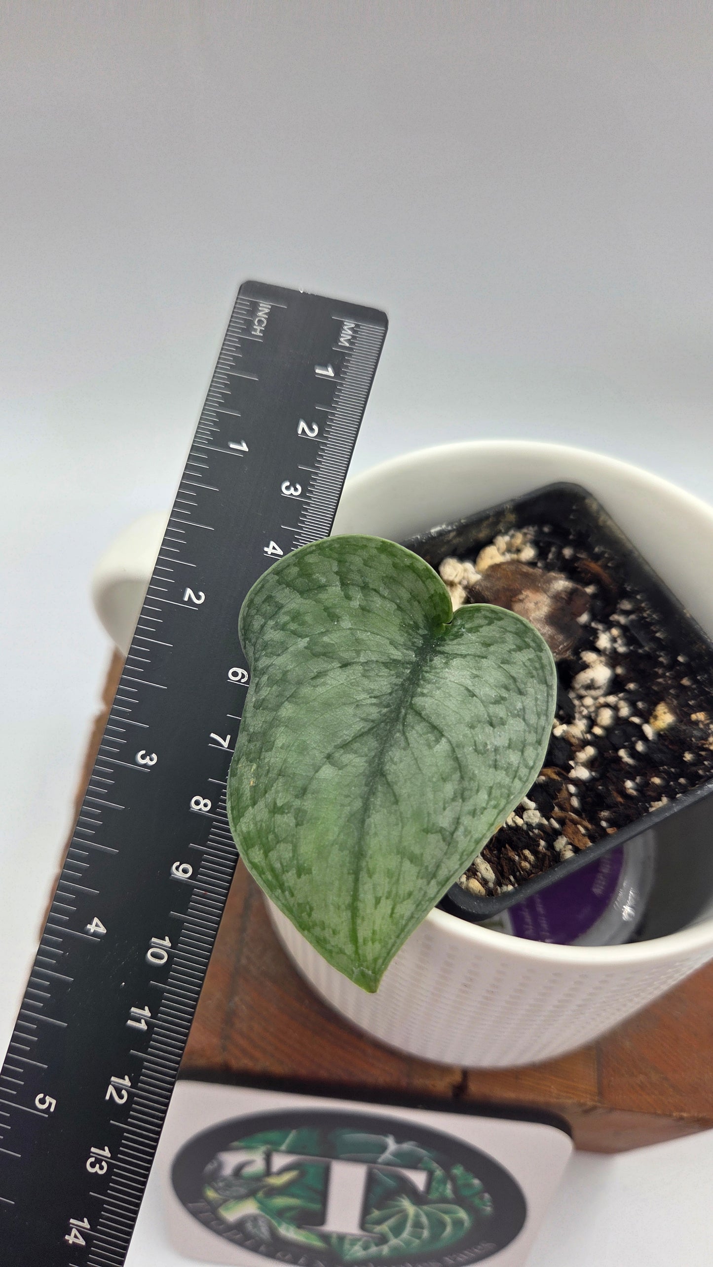 Scindapsus Silver Cloud (SCI-448)