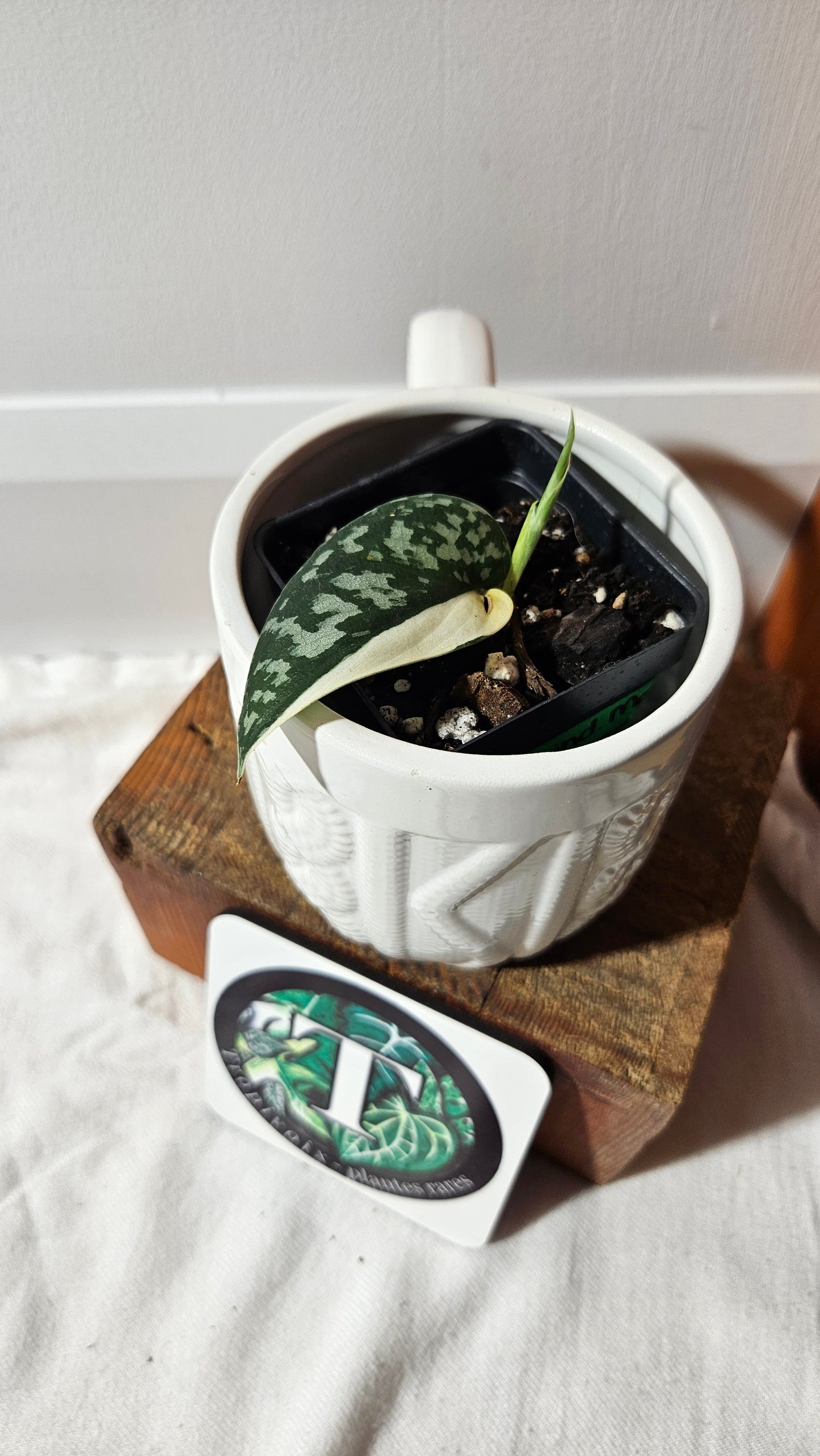 Scindapsus Mayari (SCI-1299)