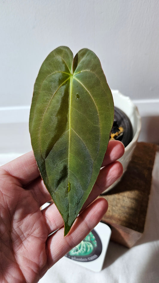 Anthurium Dark Phoenix X Panama "format PETIT" (ANT-541)