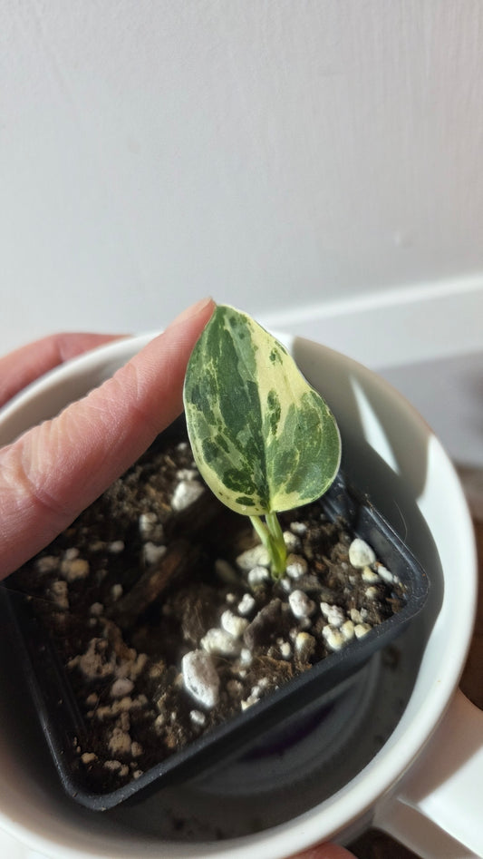 Scindapsus dark Satin Albo (SCI-1372)