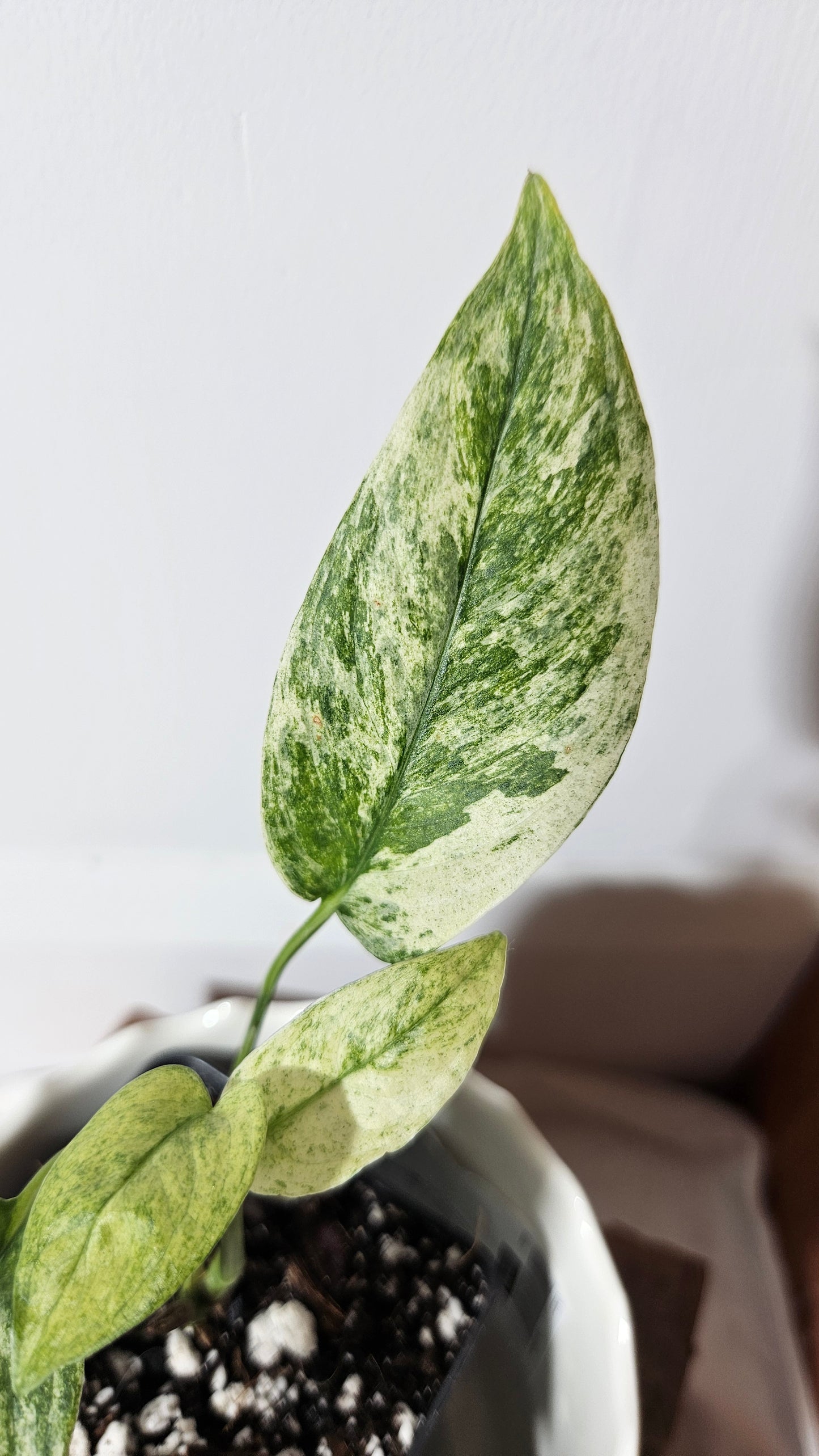 Monstera Laniata Mint (MON-341)