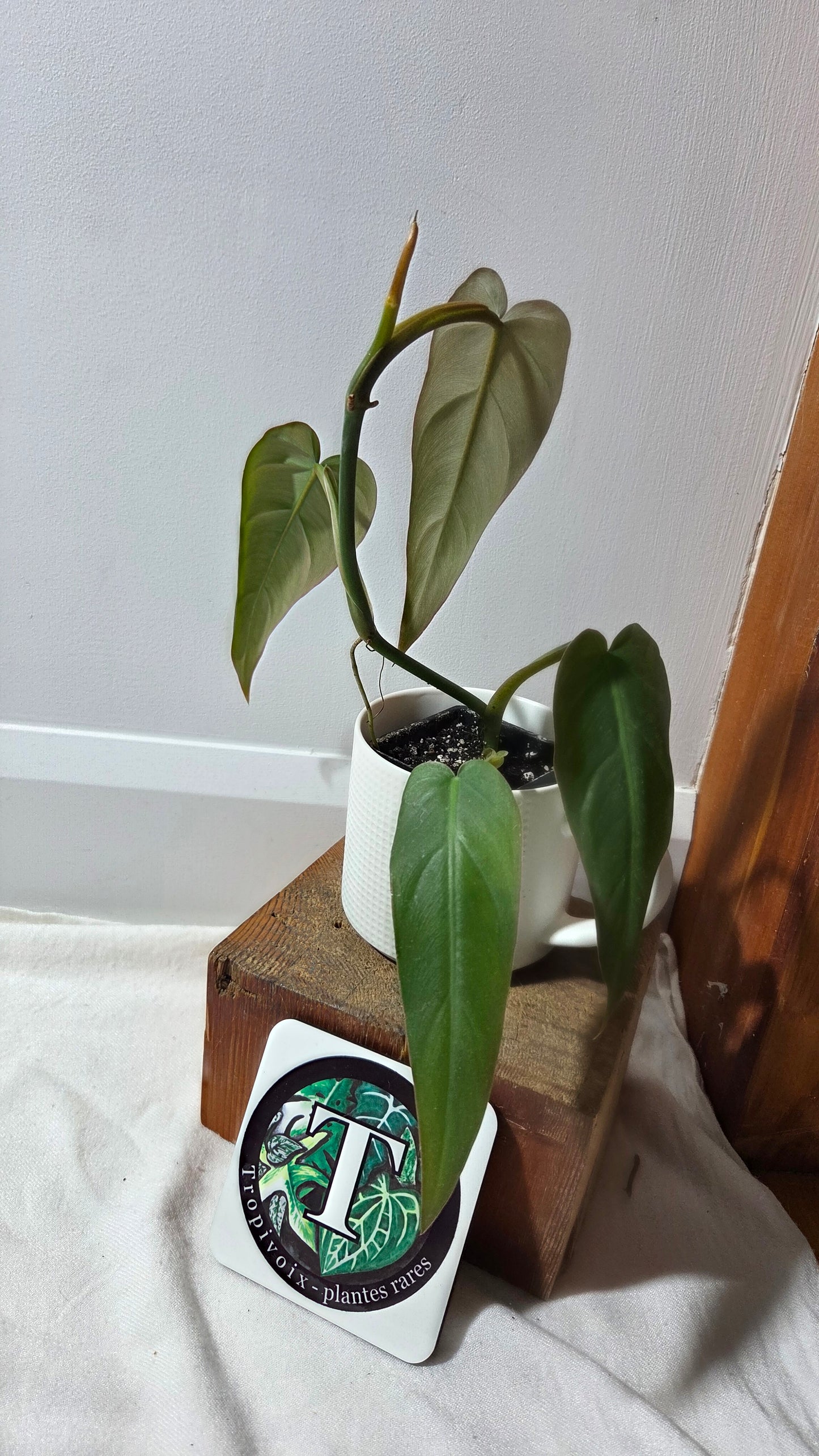 Philodendron Maximum (PHI-982)
