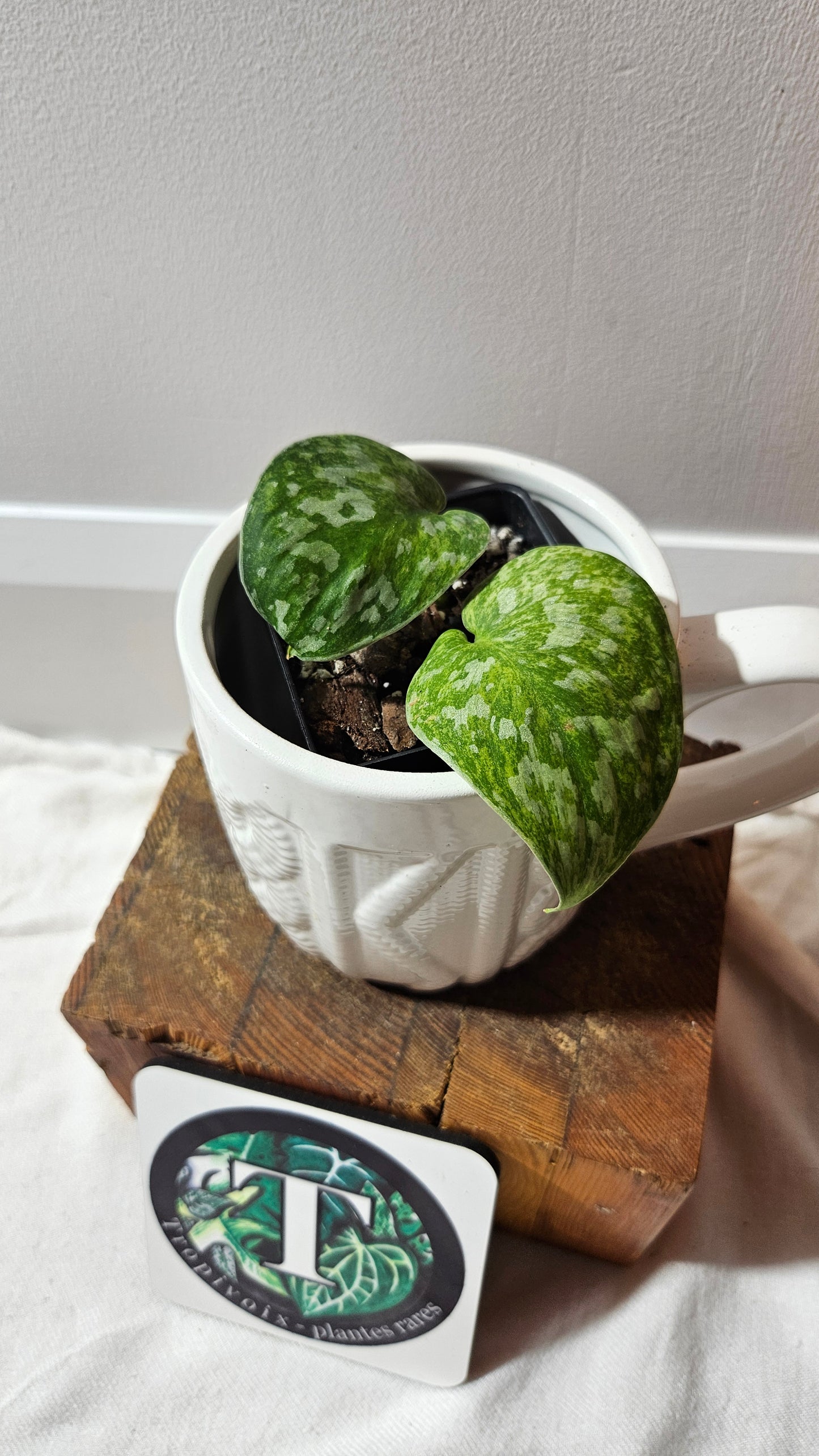 Scindapsus Exotica Pictus mint (SCI-1210)