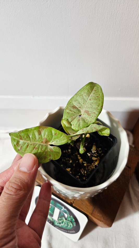 Syngonium Milk Confetti (SYN-455)
