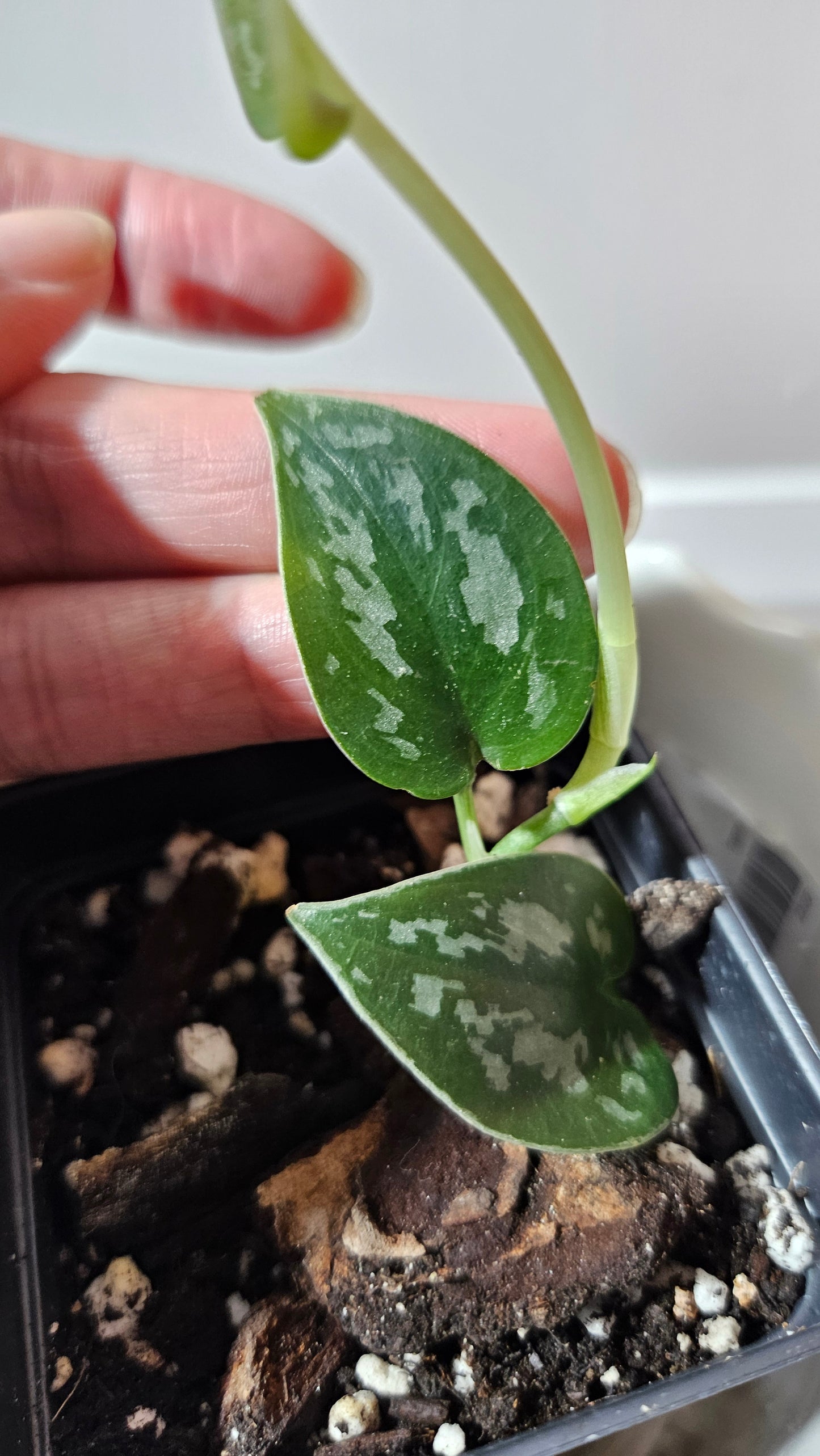 Scindapsus Black Exotica (SCI-1324)