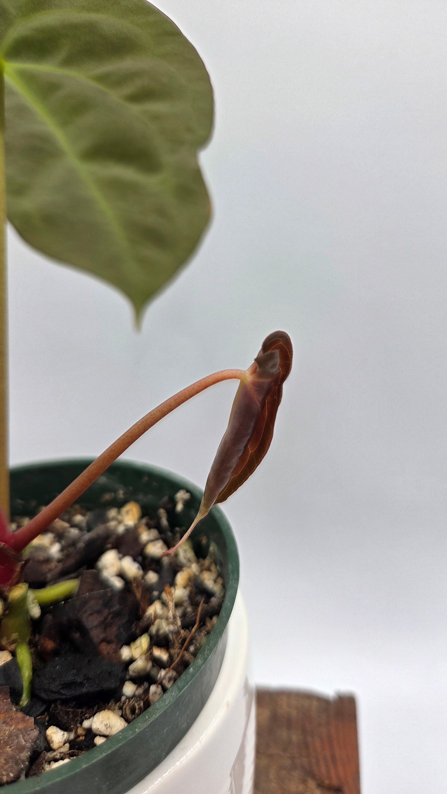 Anthurium Papillilaminum Legend "format MOYEN" (ANT-115)
