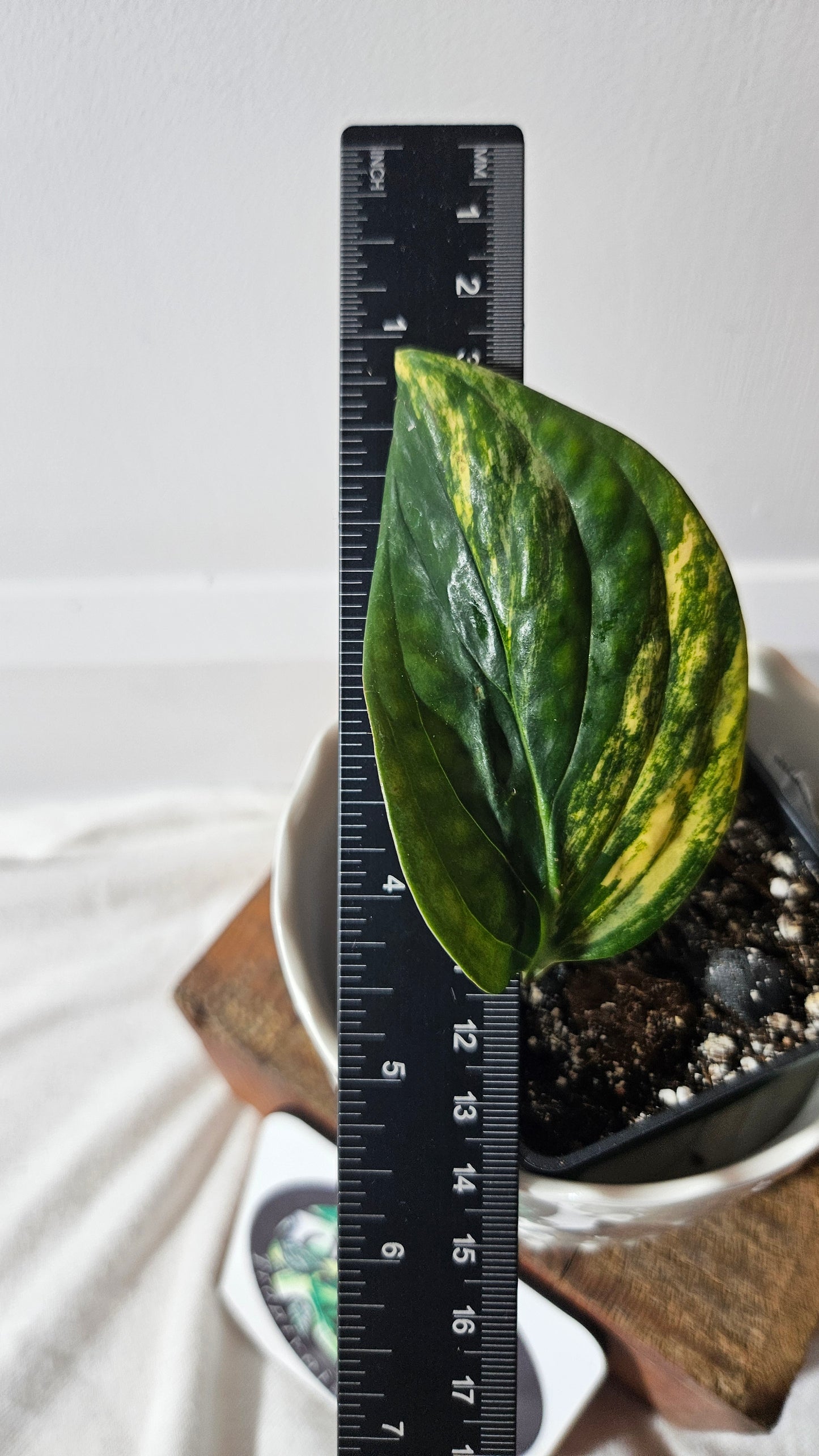 Monstera Karstenianum/Peru Variegata (MON-401)