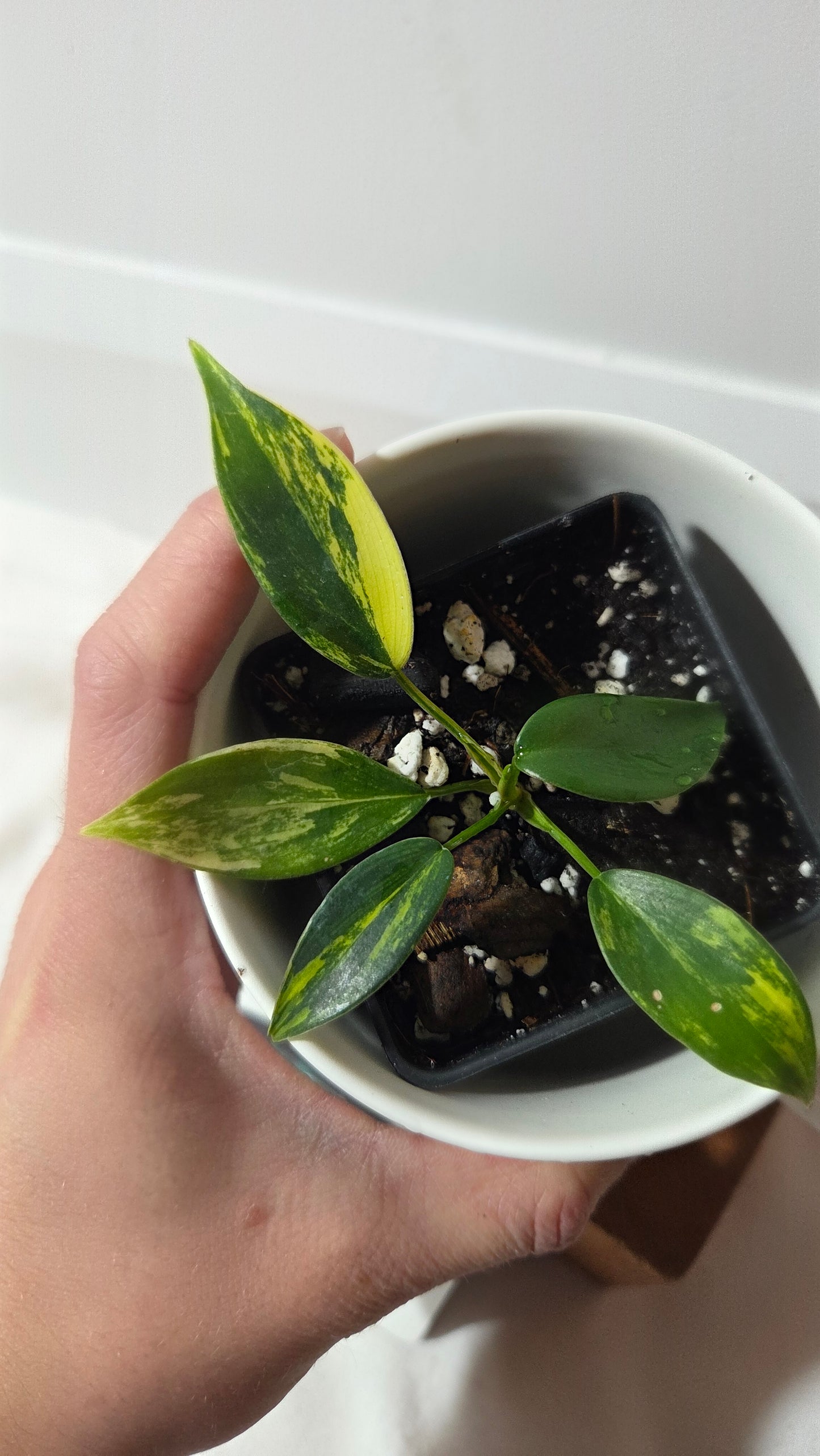 Philodendron Florida Beauty (PHI-1016)