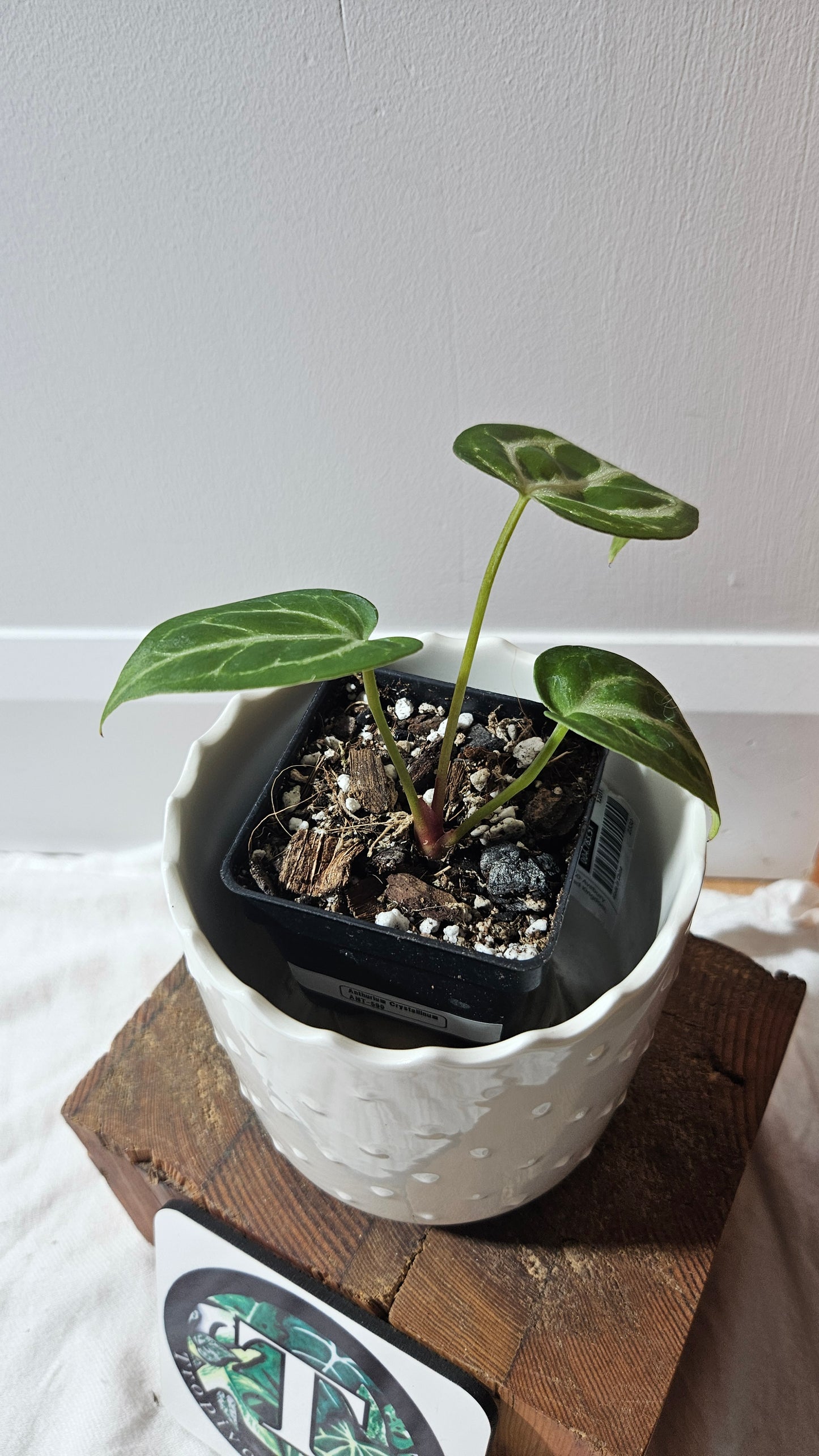 Anthurium  Crystallinum "format PETIT" (ANT-590)