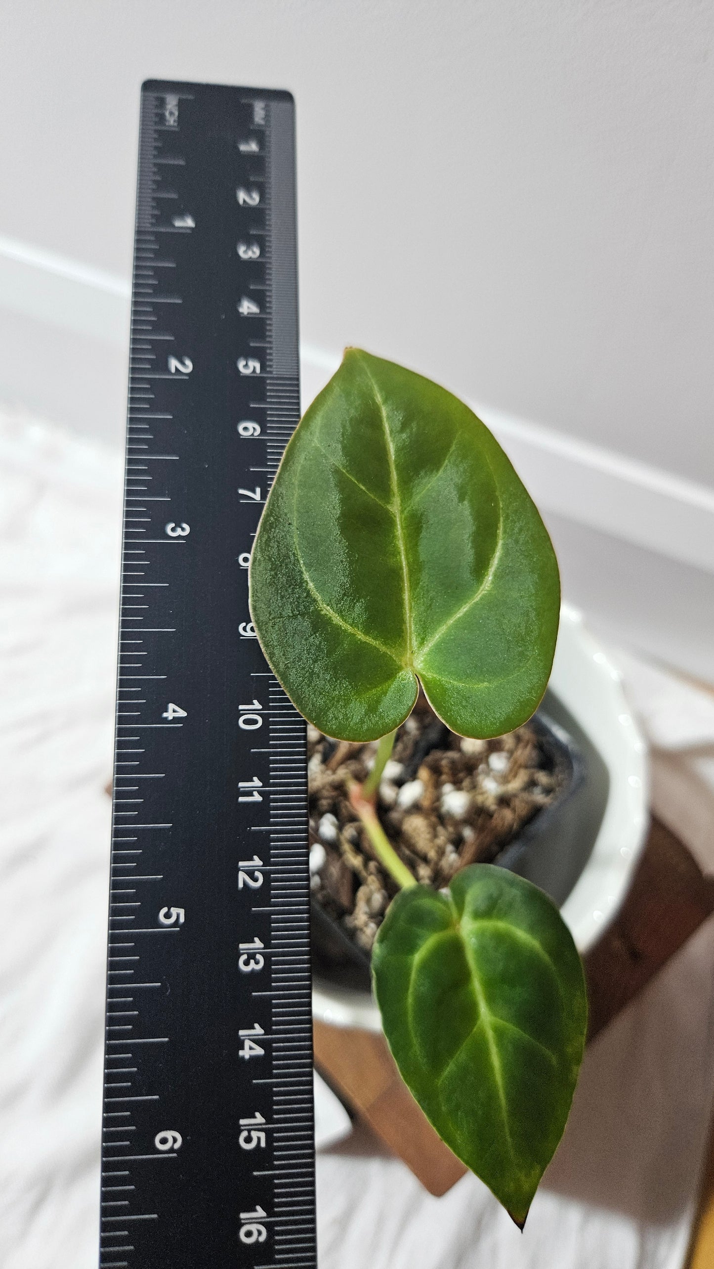 Anthurium Hoffmanii "format SEEDLING" (ANT-588)