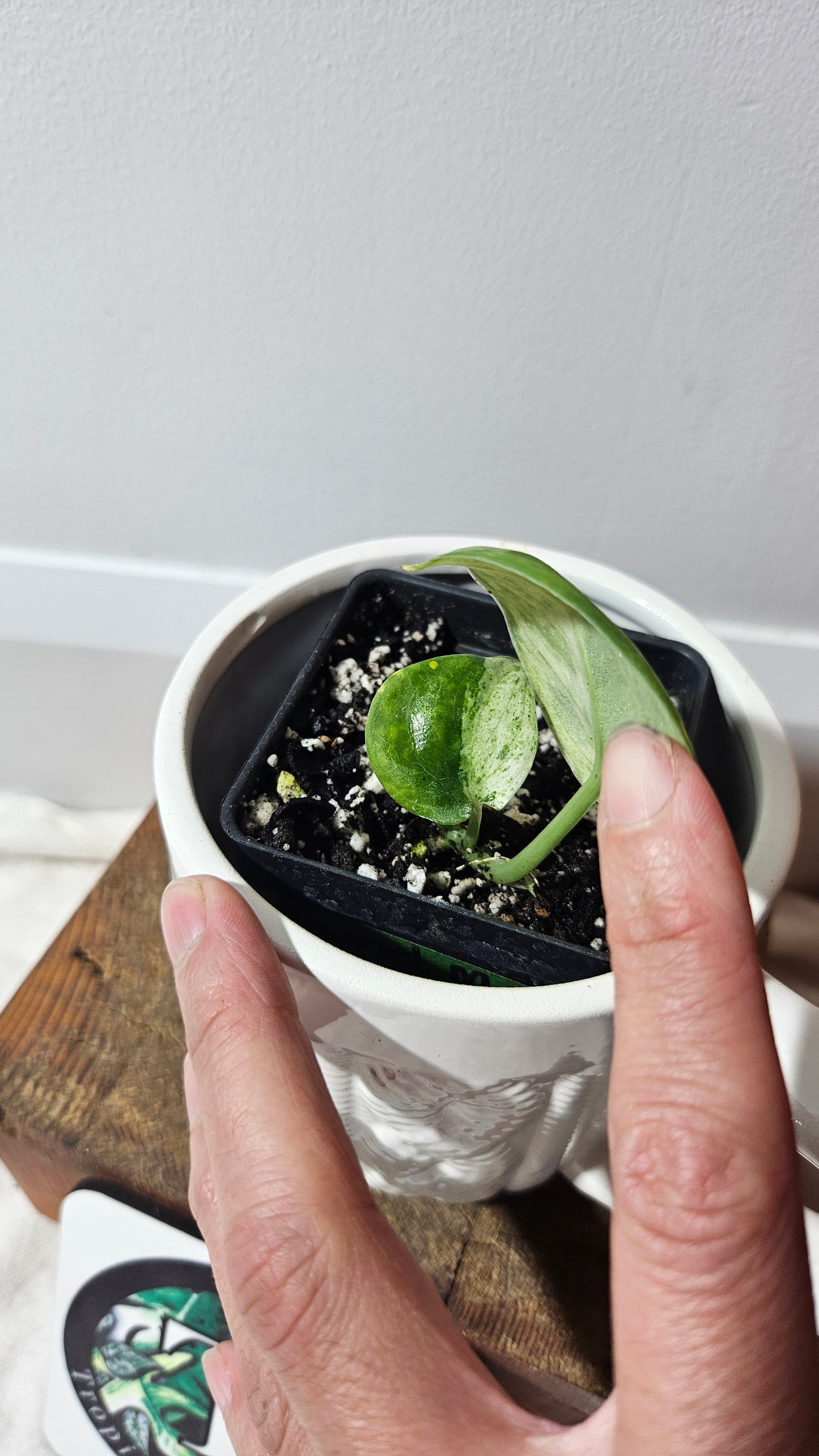 Scindapsus Marble Queen  (SCI-478)