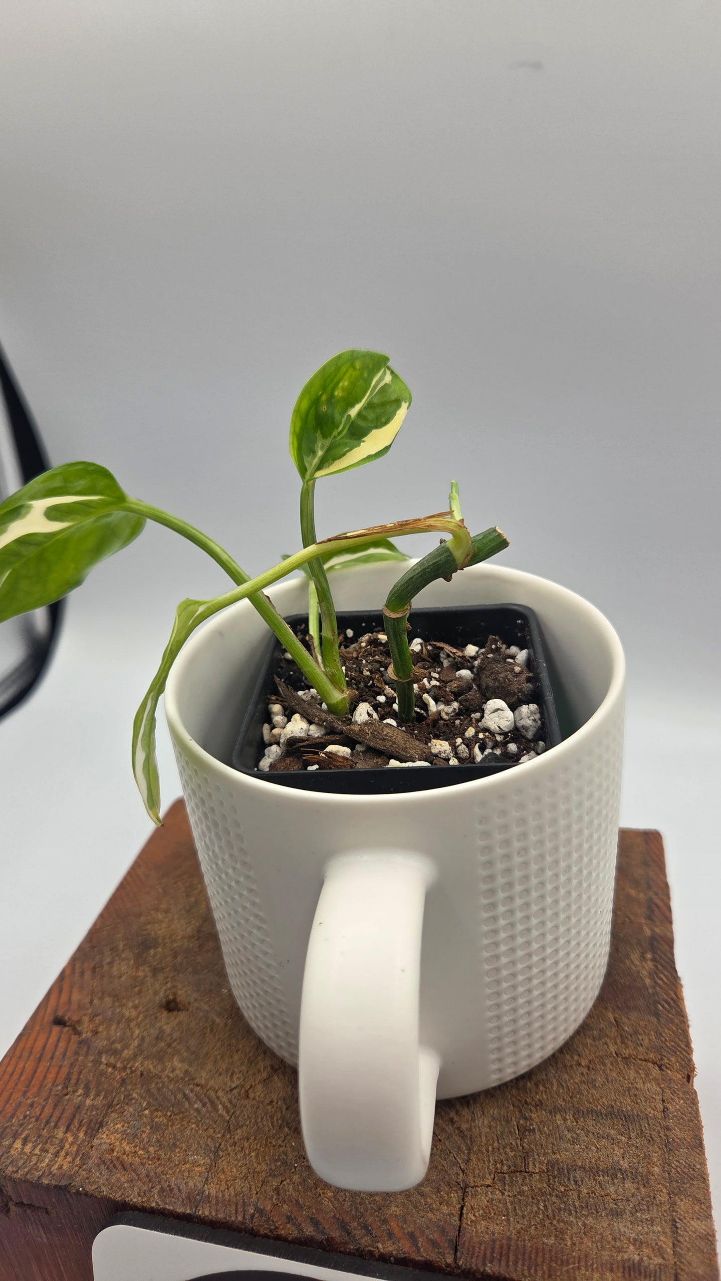 Epipremnum Aureum Glacier (EPI-245)