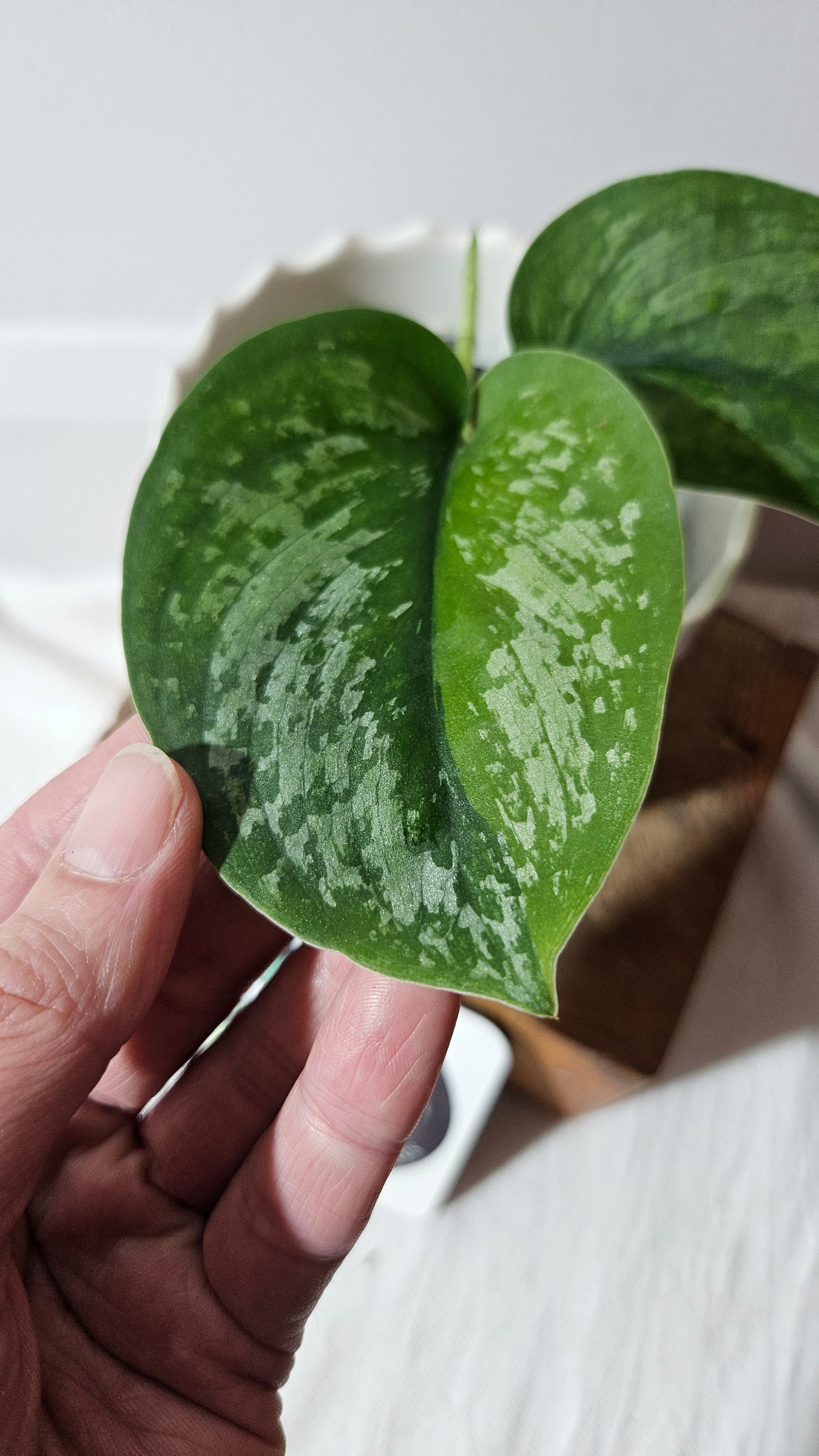 Scindapsus Exotica "Green on green" (SCI-984)