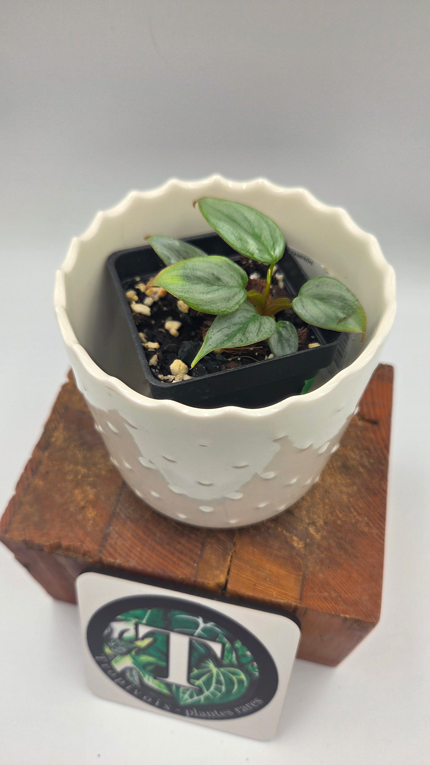 Philodendron Sodiroi (PHI-1041)