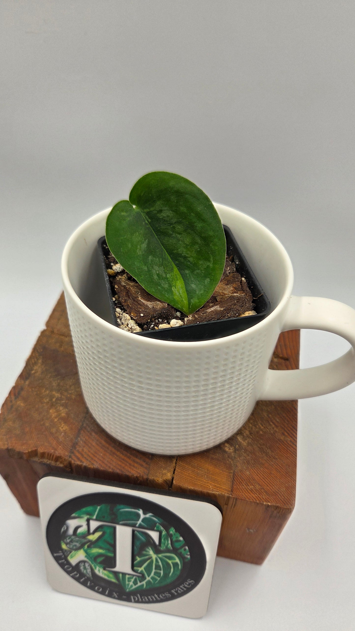 Scindapsus Silver Splash "Green on Green" (SCI-1434)
