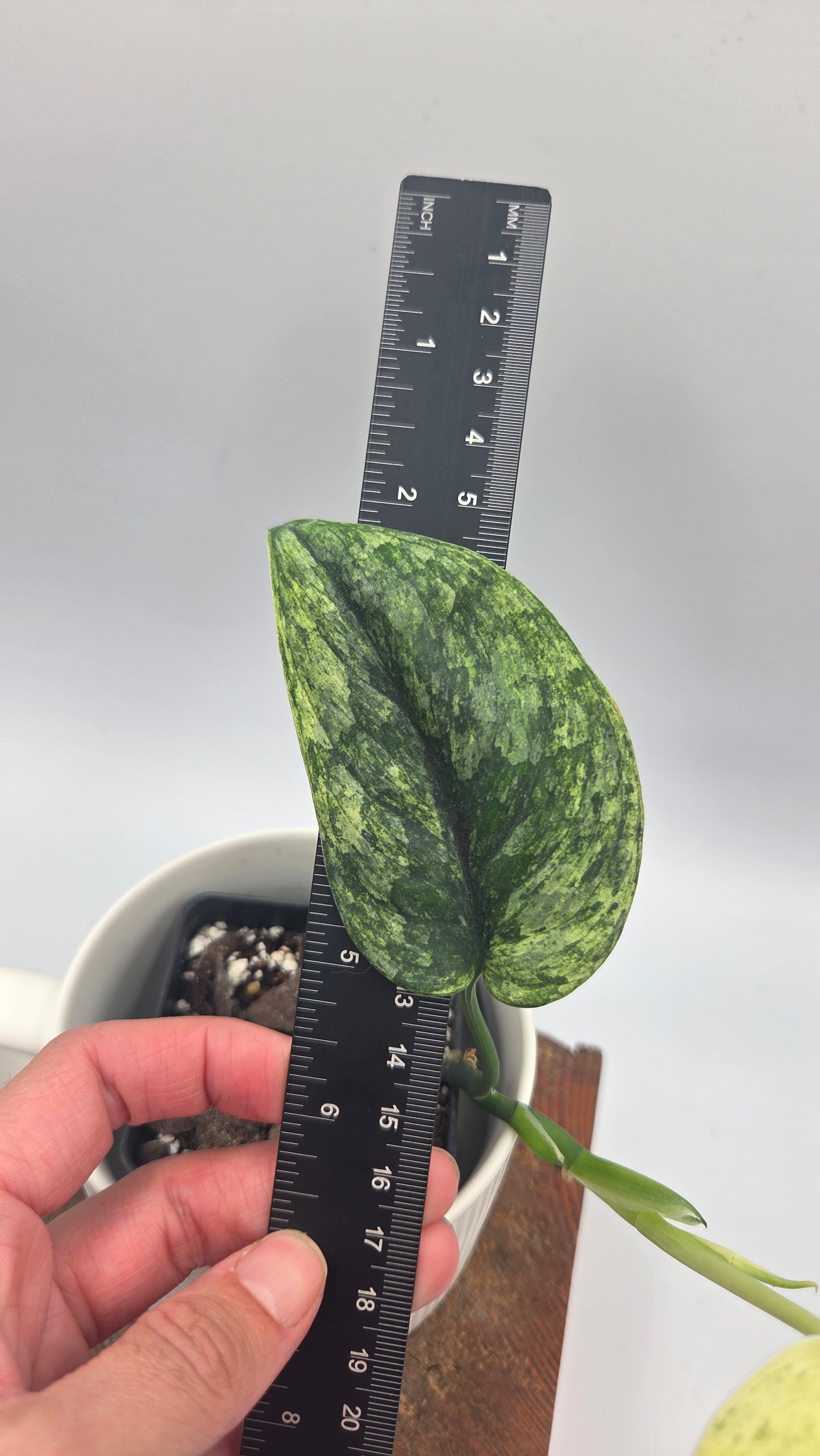 Scindapsus Silver Satin albo (SCI-1505)