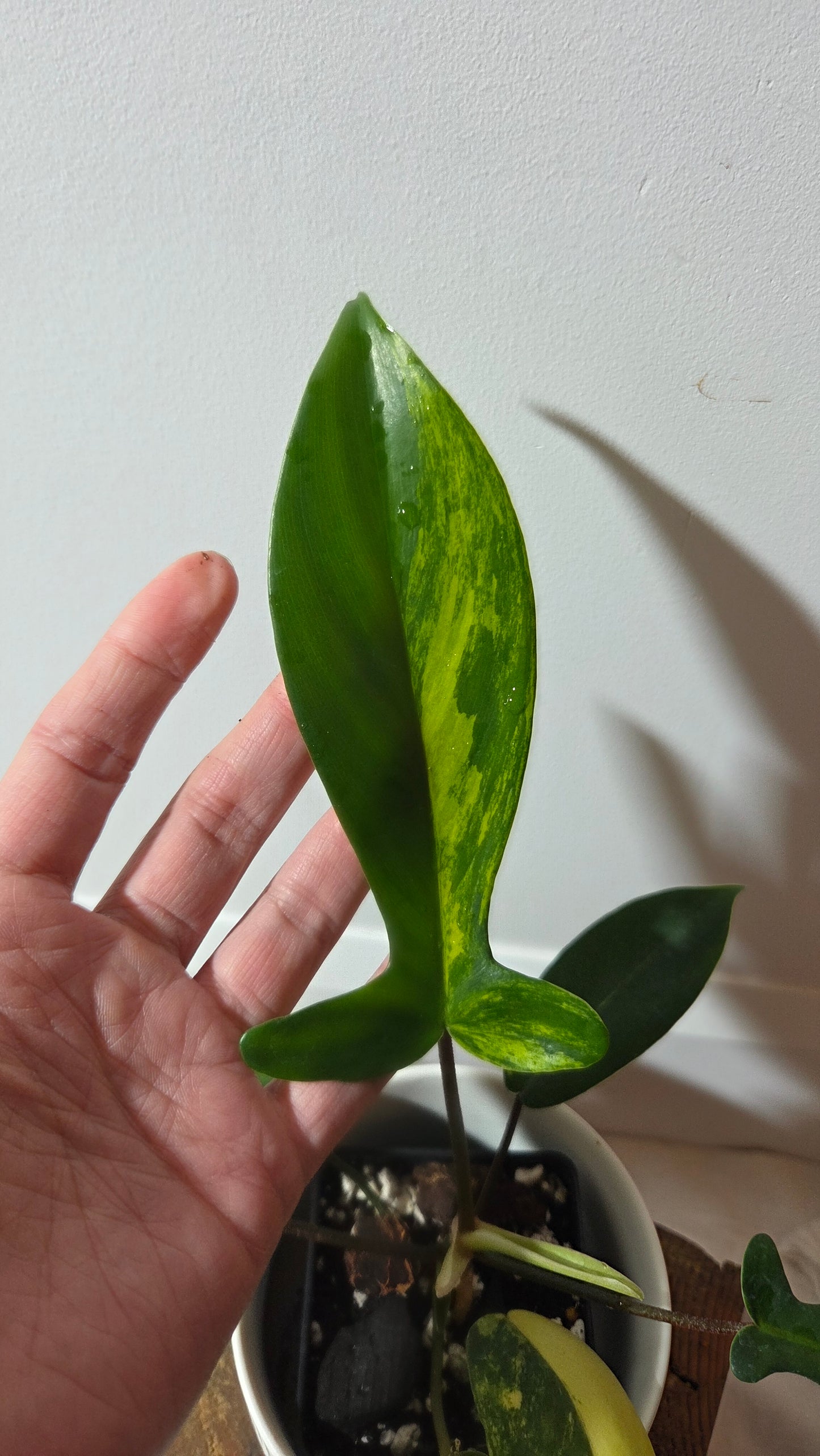 Philodendron Florida Beauty (PHI-1017)